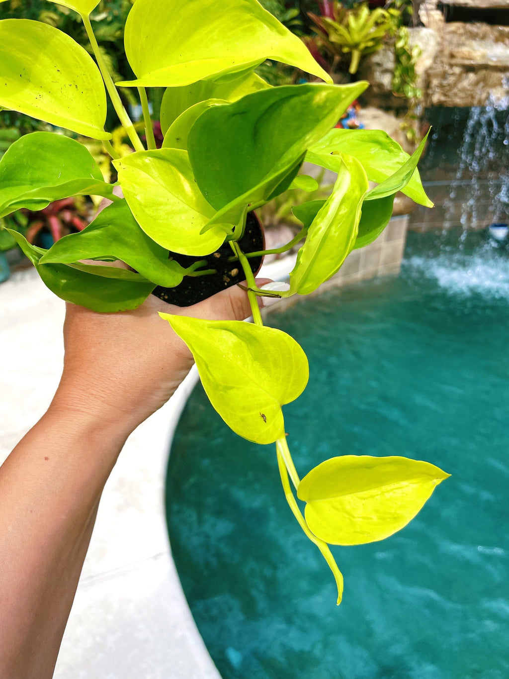 Epipremnum Teruno Champs Elysees Neon Lime Climbing Tropical House 3 potted Plant Aroid