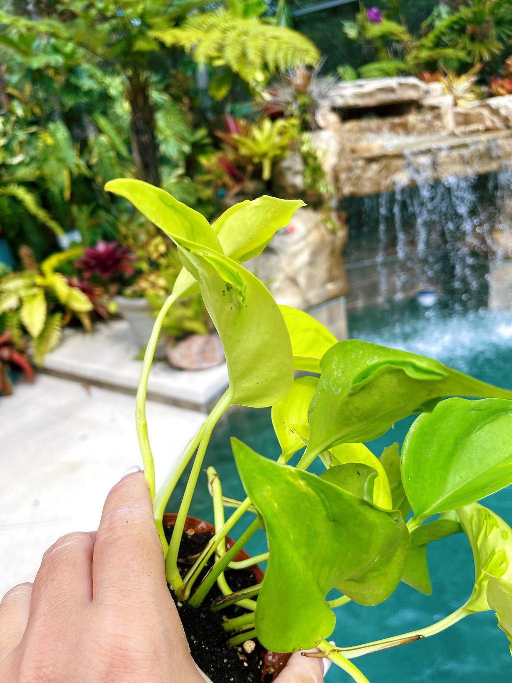 Epipremnum Teruno Champs Elysees Neon Lime Climbing Tropical House 3 potted Plant Aroid