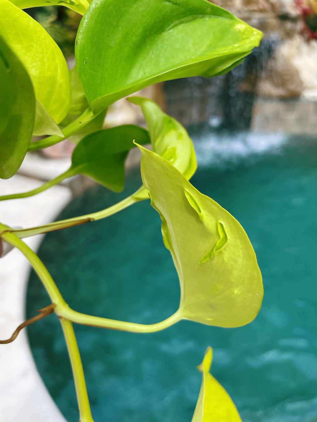Epipremnum Teruno Champs Elysees Neon Lime Climbing Tropical House 3 potted Plant Aroid