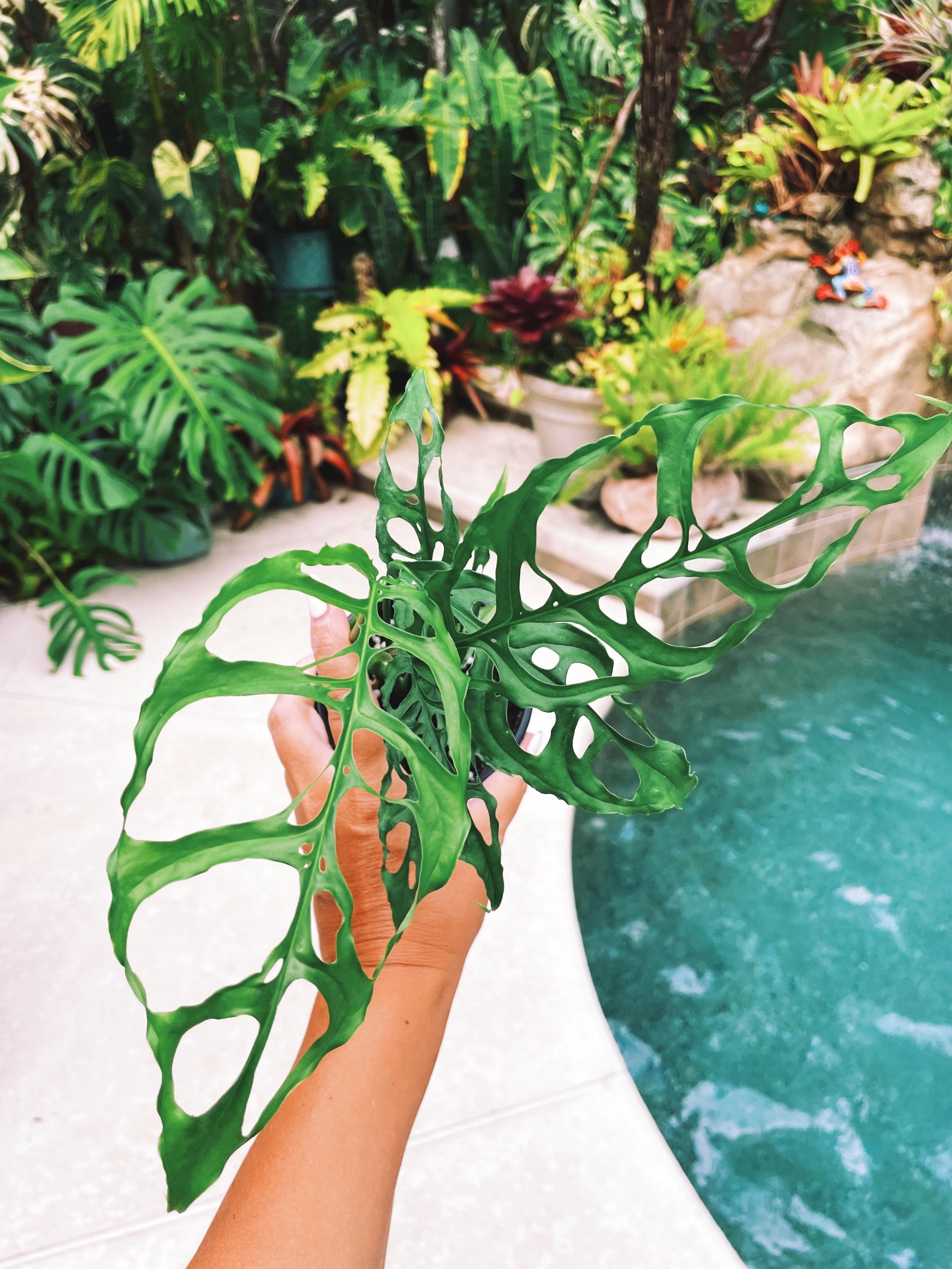 Monstera Obliqua Peru Tropical Climbing House Plant Aroid 4 Potted