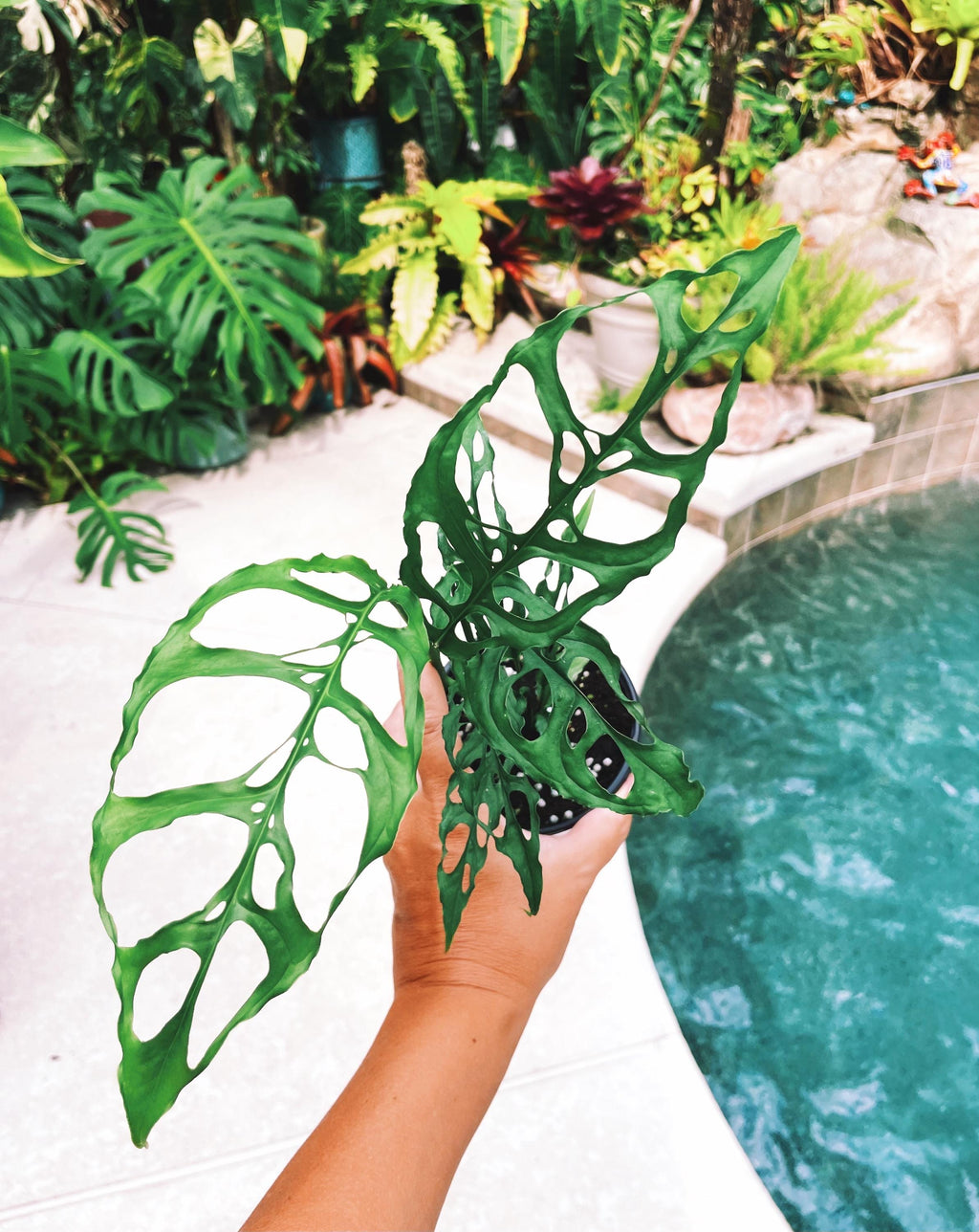 Monstera Obliqua Peru Tropical Climbing House Plant Aroid 4 Potted