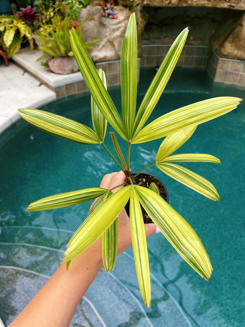 RARE Rhapis Excelsa Zuiko Nishiki Lady Palm Variegated Tropical 4 Pot House Plant growers Choice