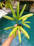 RARE Rhapis Excelsa Zuiko Nishiki Lady Palm Variegated Tropical 4 Pot House Plant growers Choice