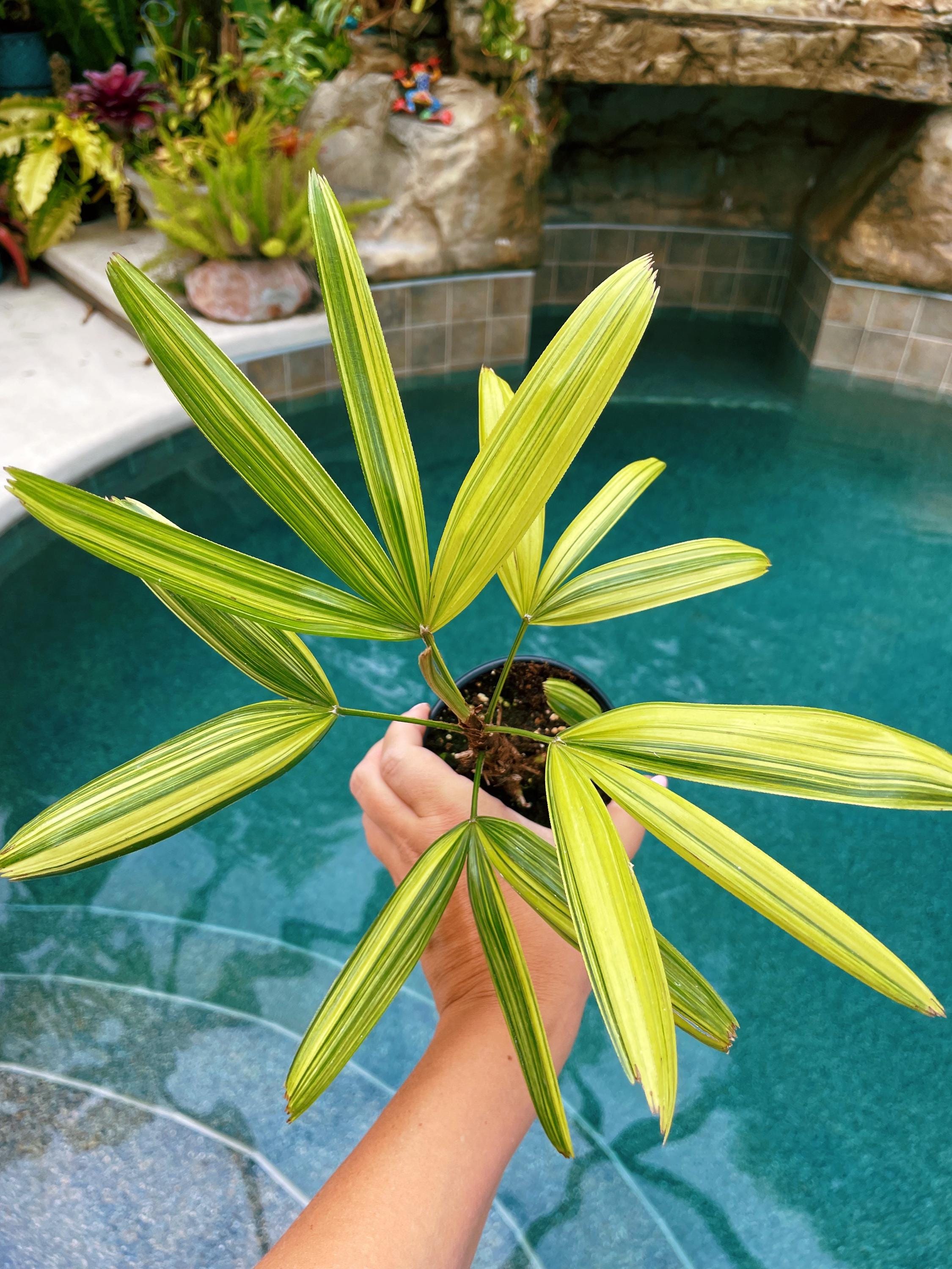 RARE Rhapis Excelsa Zuiko Nishiki Lady Palm Variegated Tropical 4 Pot House Plant growers Choice
