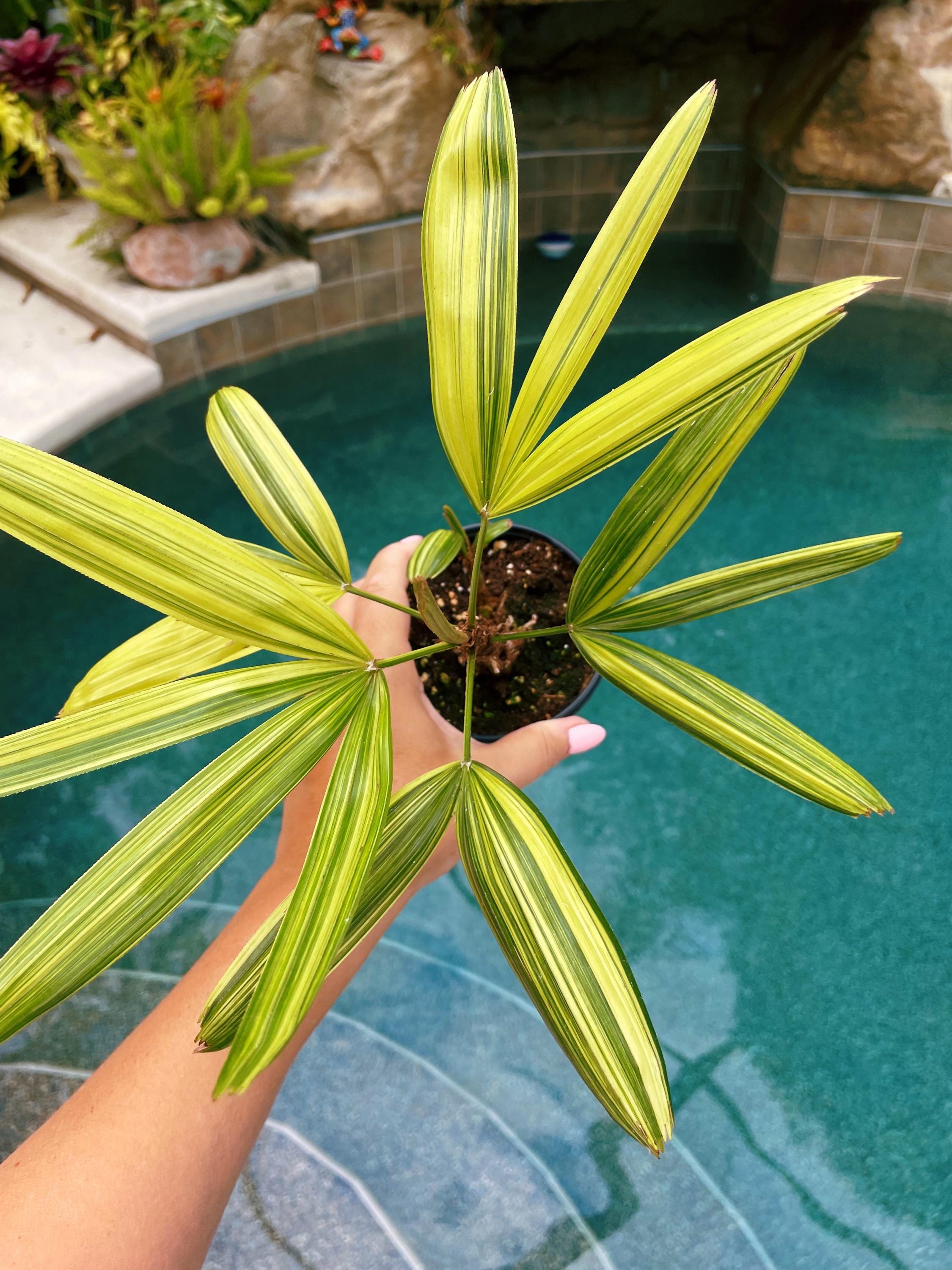 RARE Rhapis Excelsa Zuiko Nishiki Lady Palm Variegated Tropical 4 Pot House Plant growers Choice