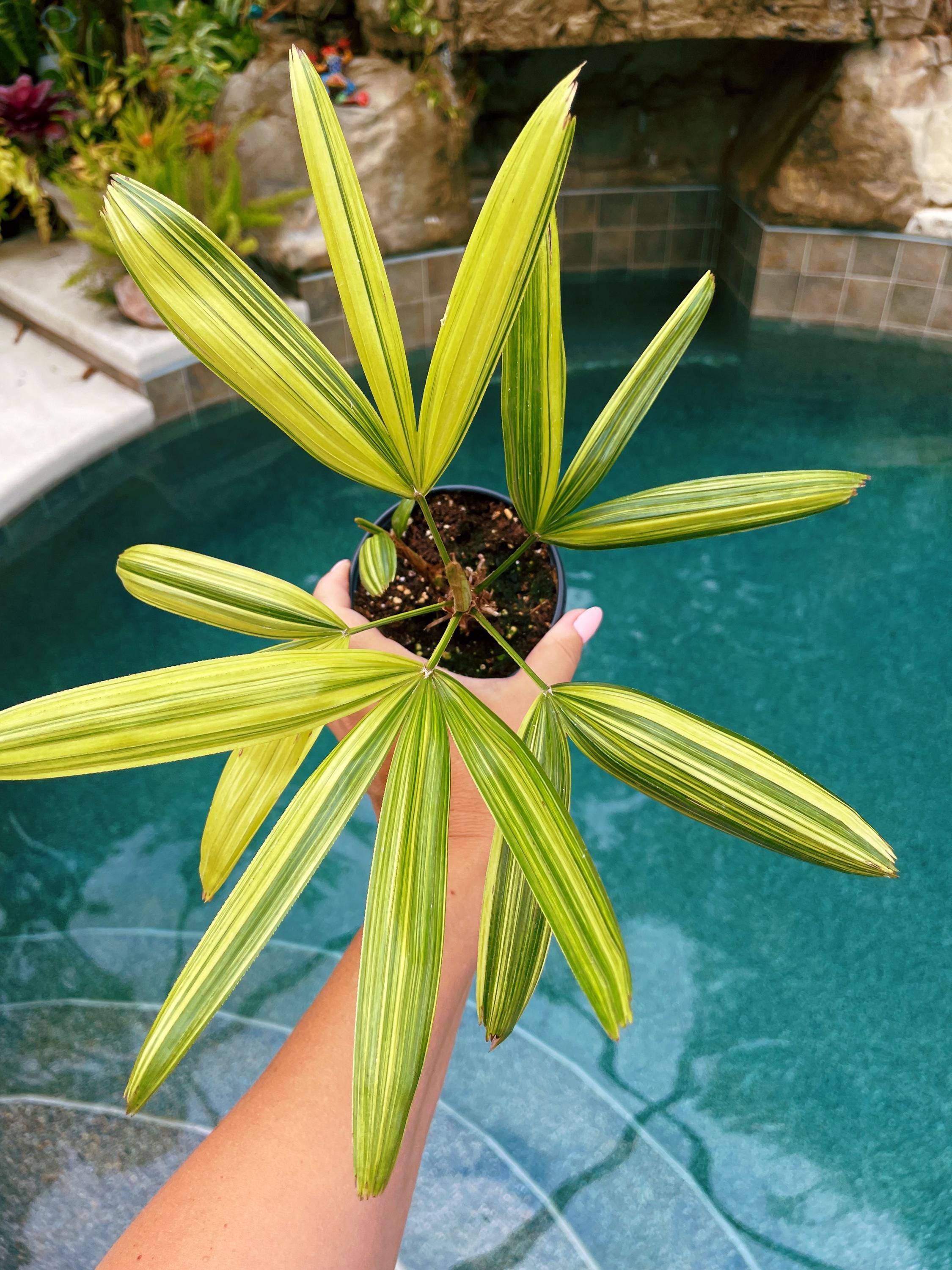 RARE Rhapis Excelsa Zuiko Nishiki Lady Palm Variegated Tropical 4 Pot House Plant growers Choice