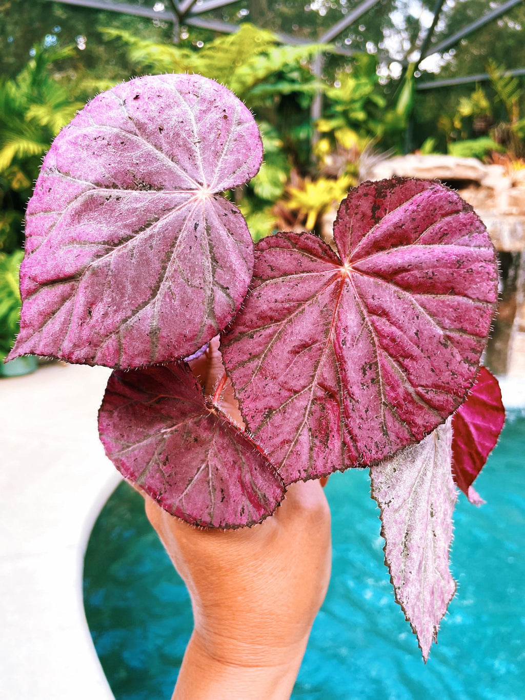 RARE Rex Begonia Pink Metallic 'Harmonys Stormy Sunset Live House Plant Potted 4 gift