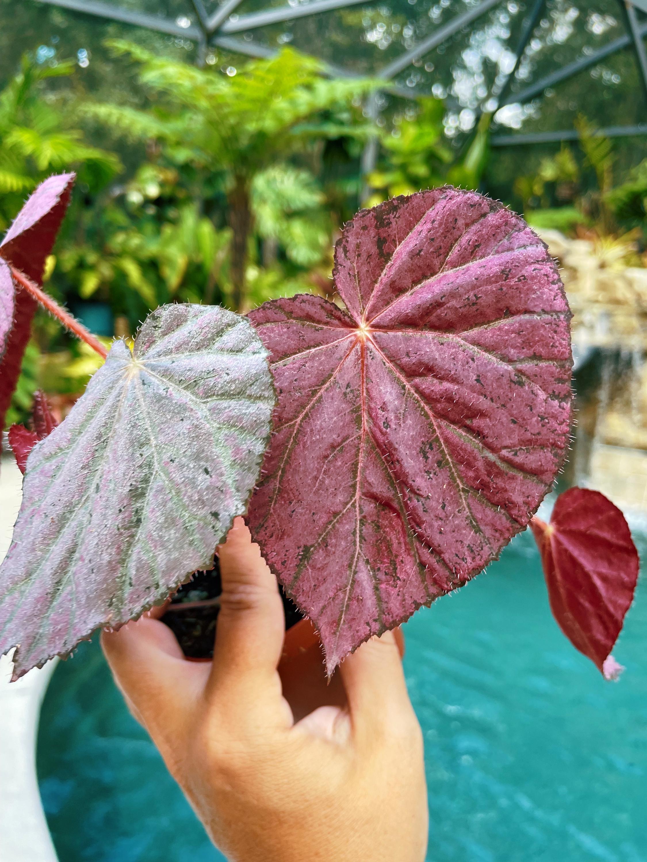RARE Rex Begonia Pink Metallic 'Harmonys Stormy Sunset Live House Plant Potted 4 gift