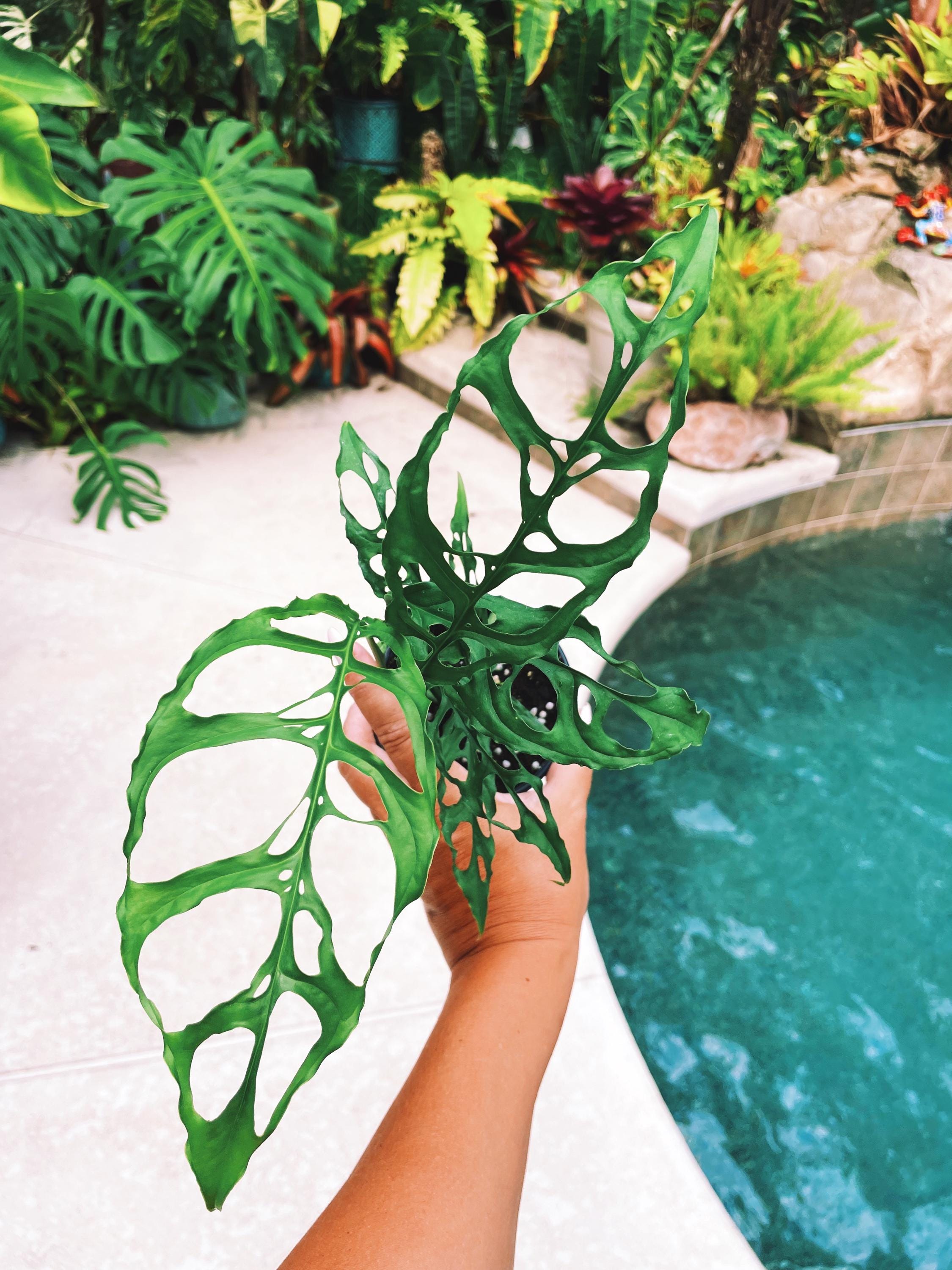 Monstera Obliqua Peru Tropical Climbing House Plant Aroid 4 Potted