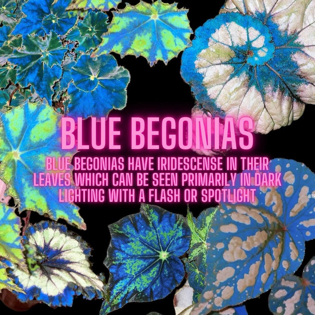 RARE Rex Begonia 'Escargot Blue Iridescent fuzzy Live House Plant Potted 4 pot gift