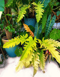 Philodendron Golden Crocodile Saw Aurea live  potted plant house plant 4 pot