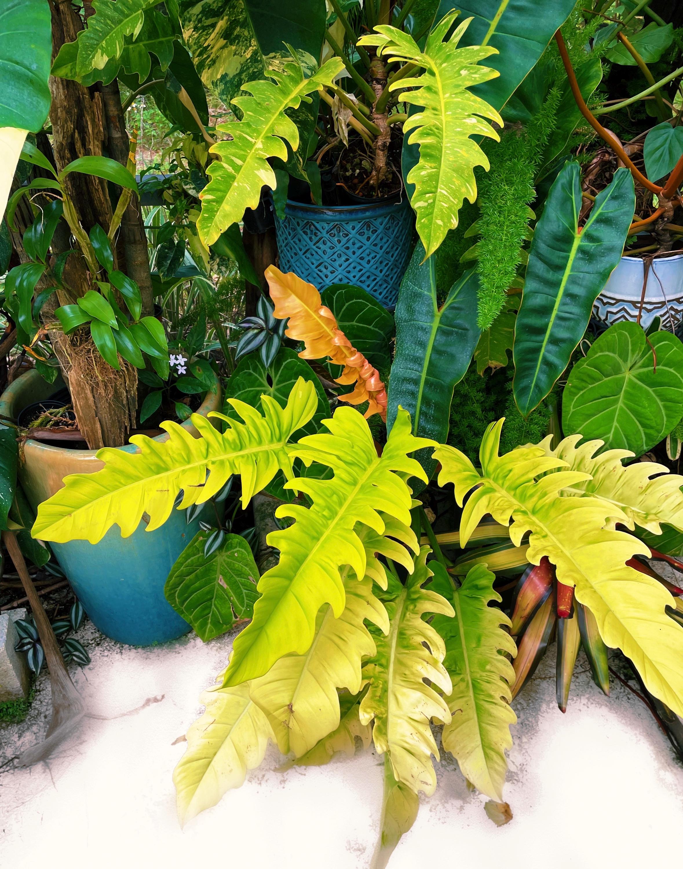 Philodendron Golden Crocodile Saw Aurea live  potted plant house plant 4 pot