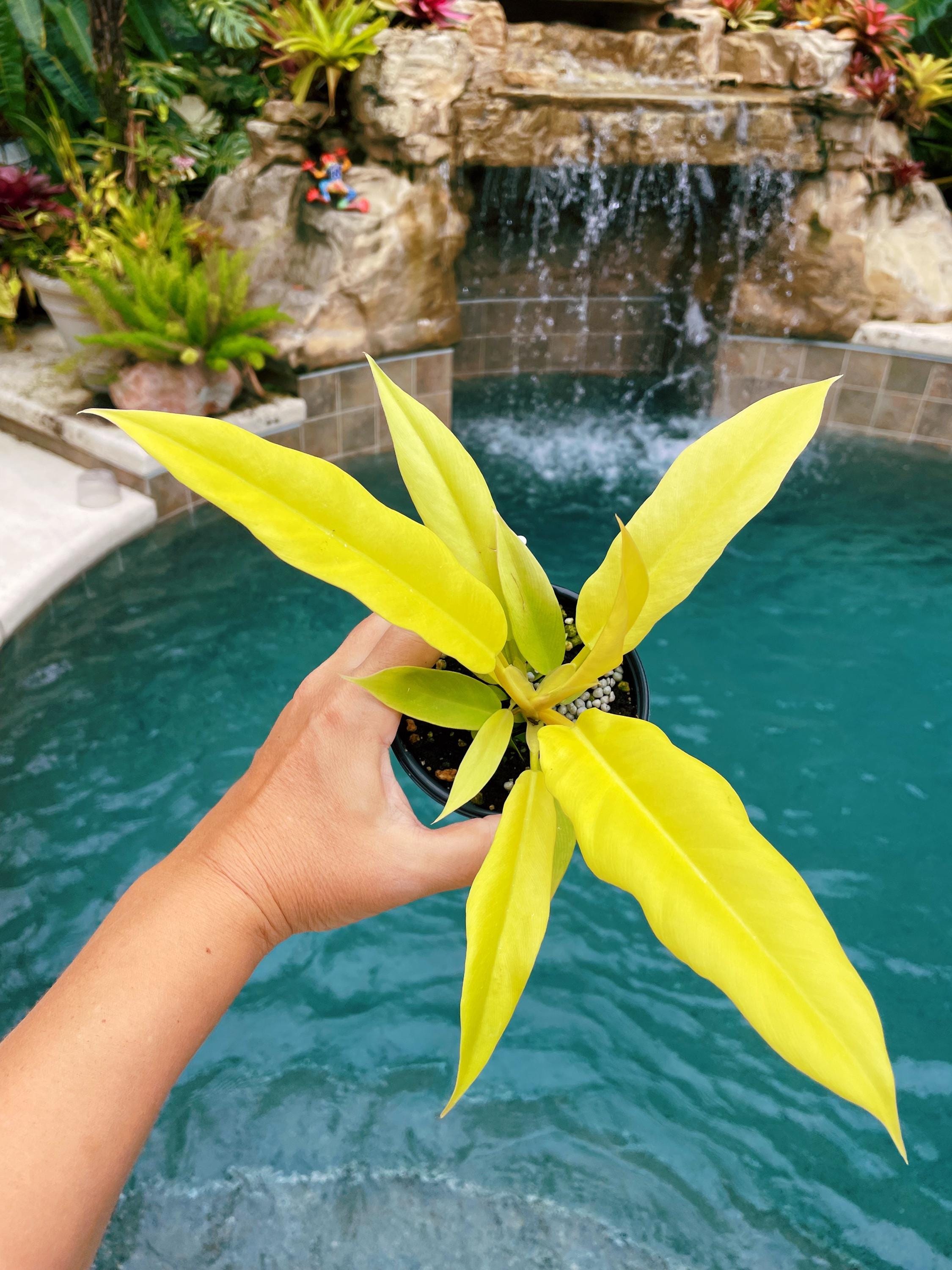 Philodendron Golden Crocodile Saw Aurea live  potted plant house plant 4 pot