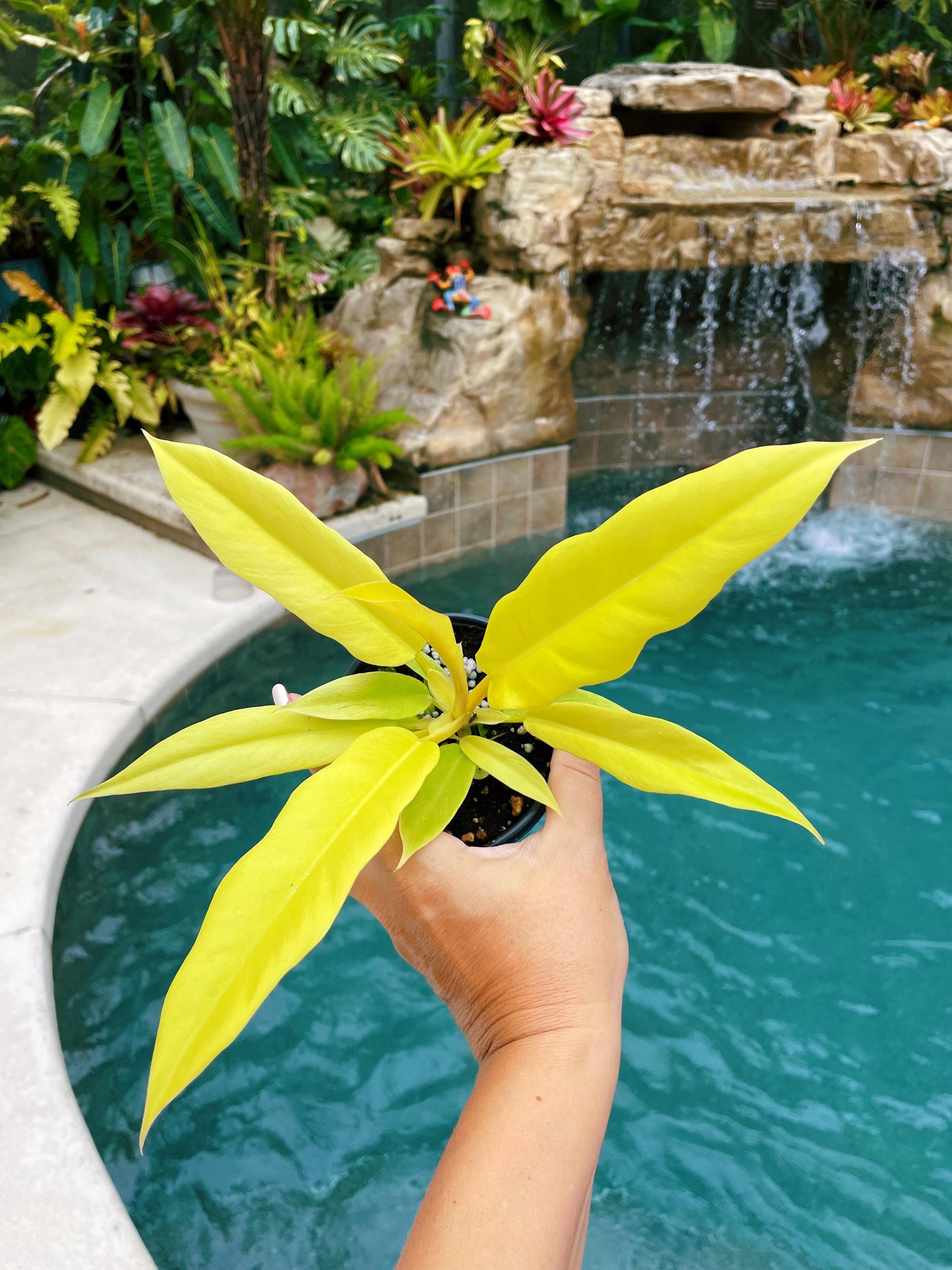 Philodendron Golden Crocodile Saw Aurea live  potted plant house plant 4 pot