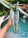 Alocasia Heterophylla 'Dragons Breath Baginda Jewel Elephant Ear 4 pot potted live house plant aroid