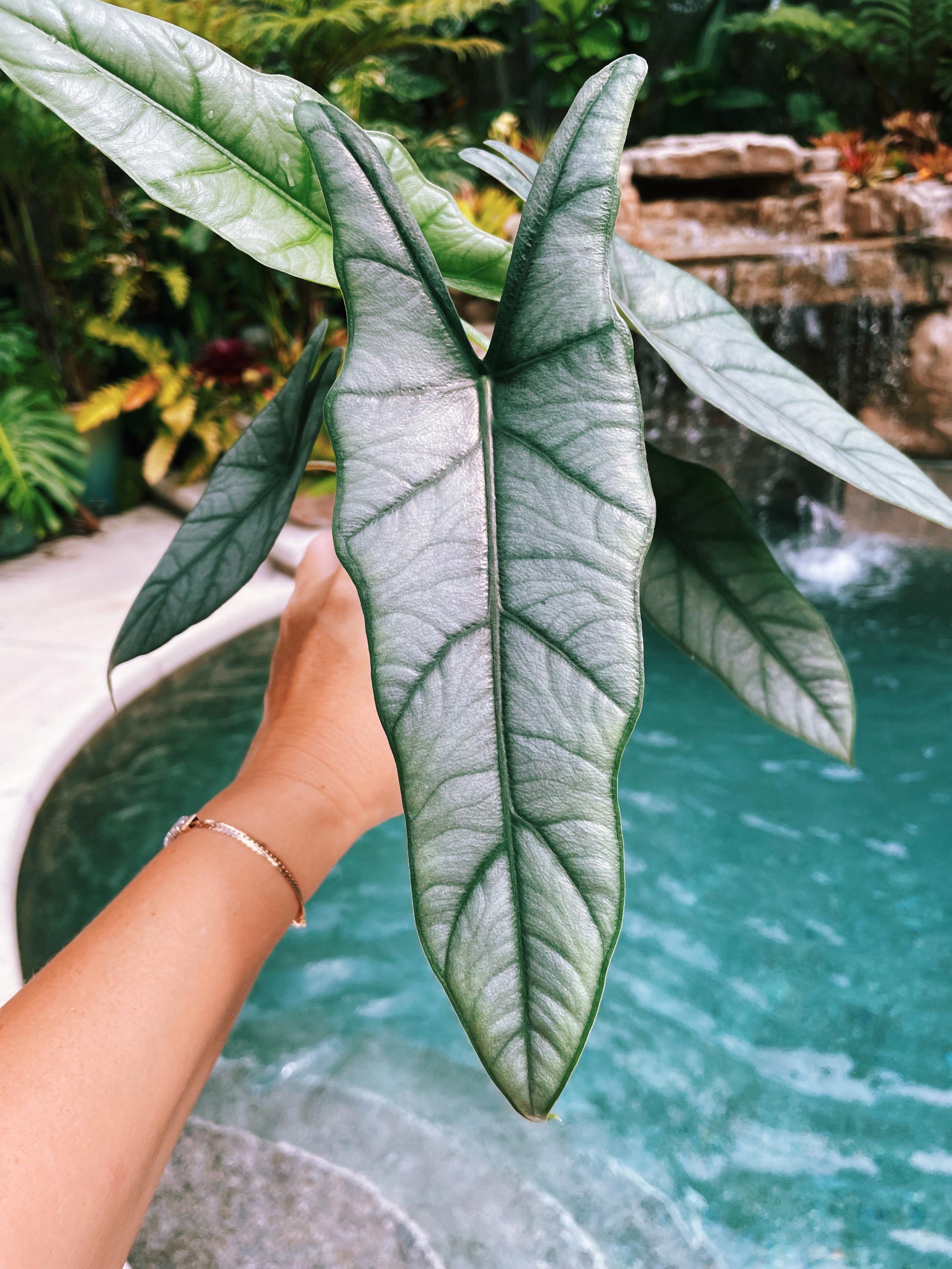 Alocasia Heterophylla 'Dragons Breath Baginda Jewel Elephant Ear 4 pot potted live house plant aroid