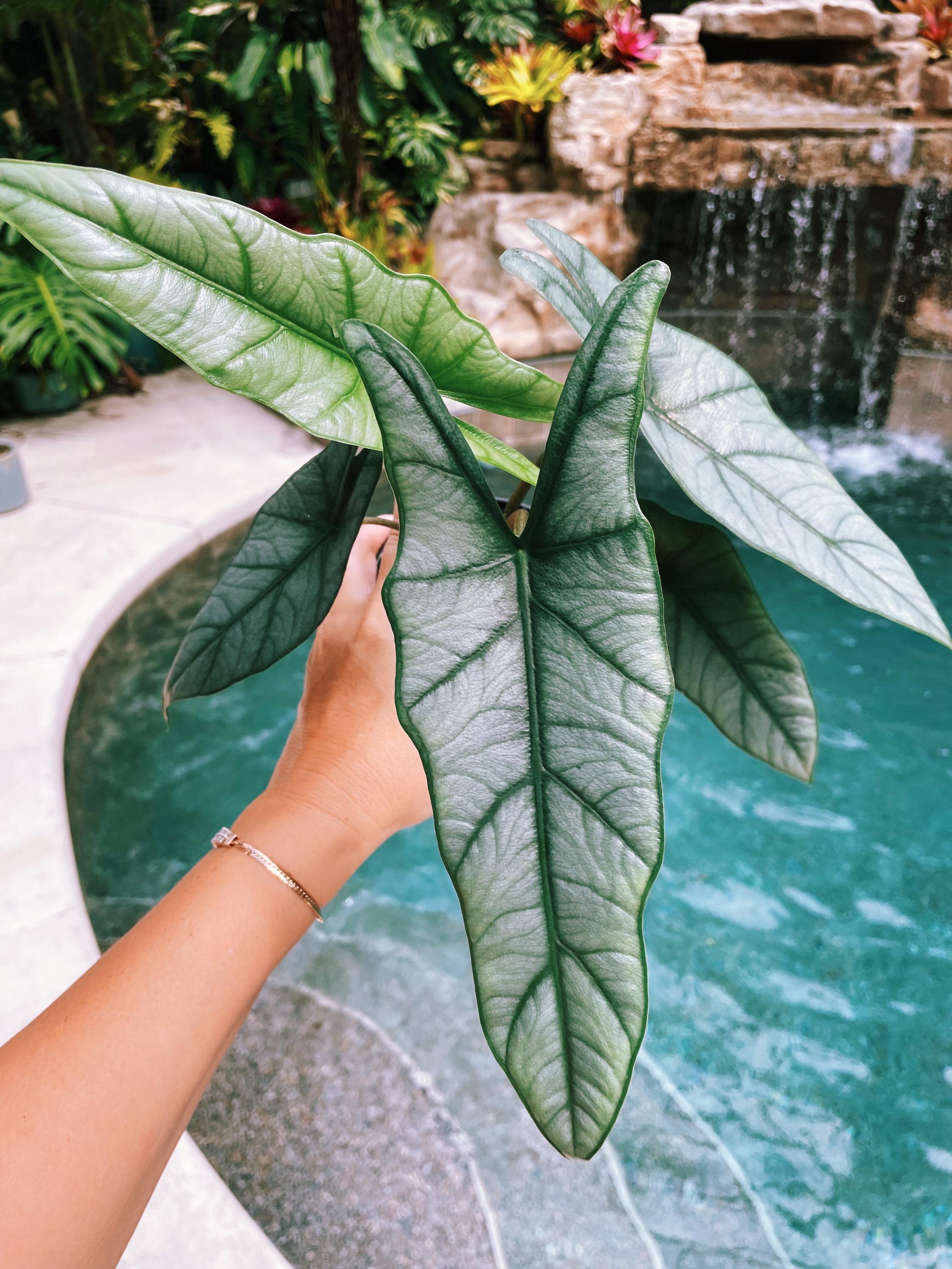 Alocasia Heterophylla 'Dragons Breath Baginda Jewel Elephant Ear 4 pot potted live house plant aroid