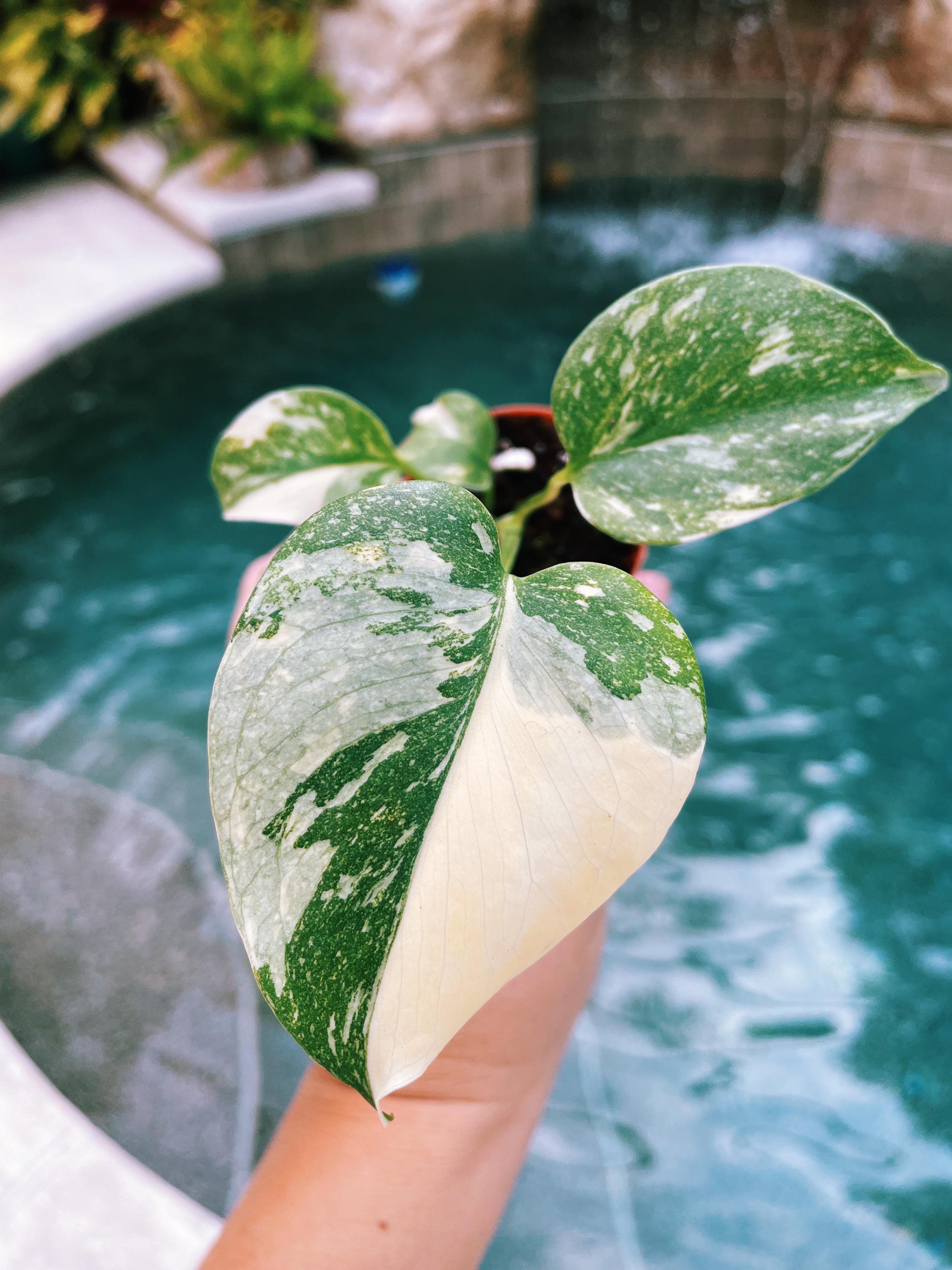 Premium Highly Variegated Growers Choice Monstera Thai Constellation Marble Milky Way Sport 4 potted starter plant live house