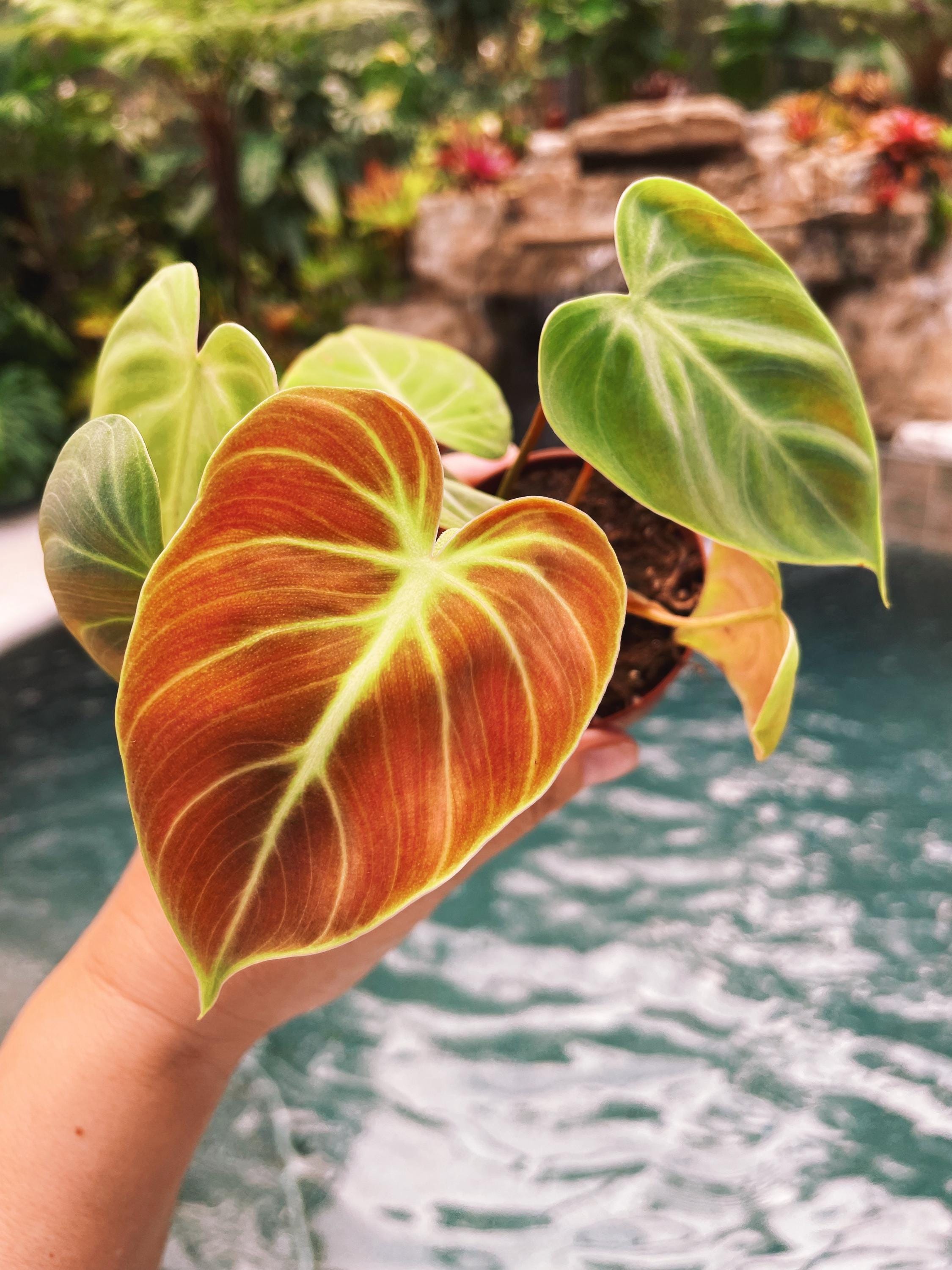 Philodendron El Choco Red 2 potted starter plant live house