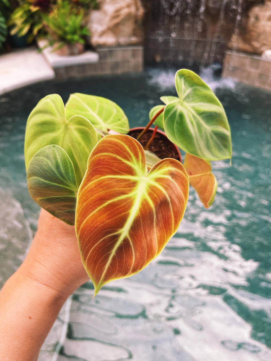 Philodendron El Choco Red 2 potted starter plant live house