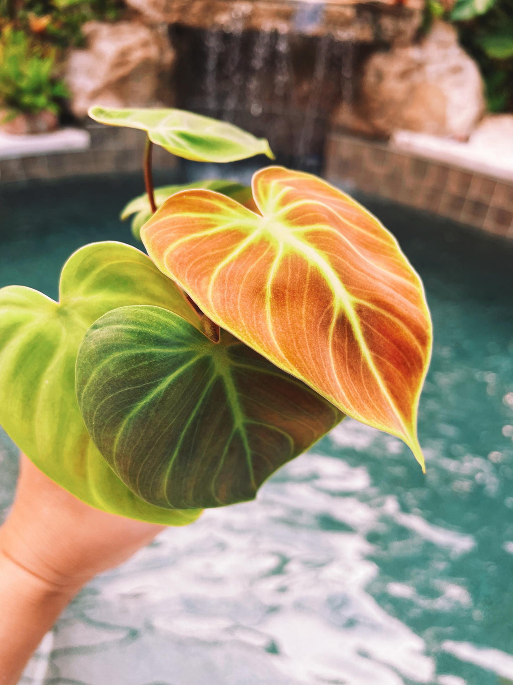 Philodendron El Choco Red 2 potted starter plant live house