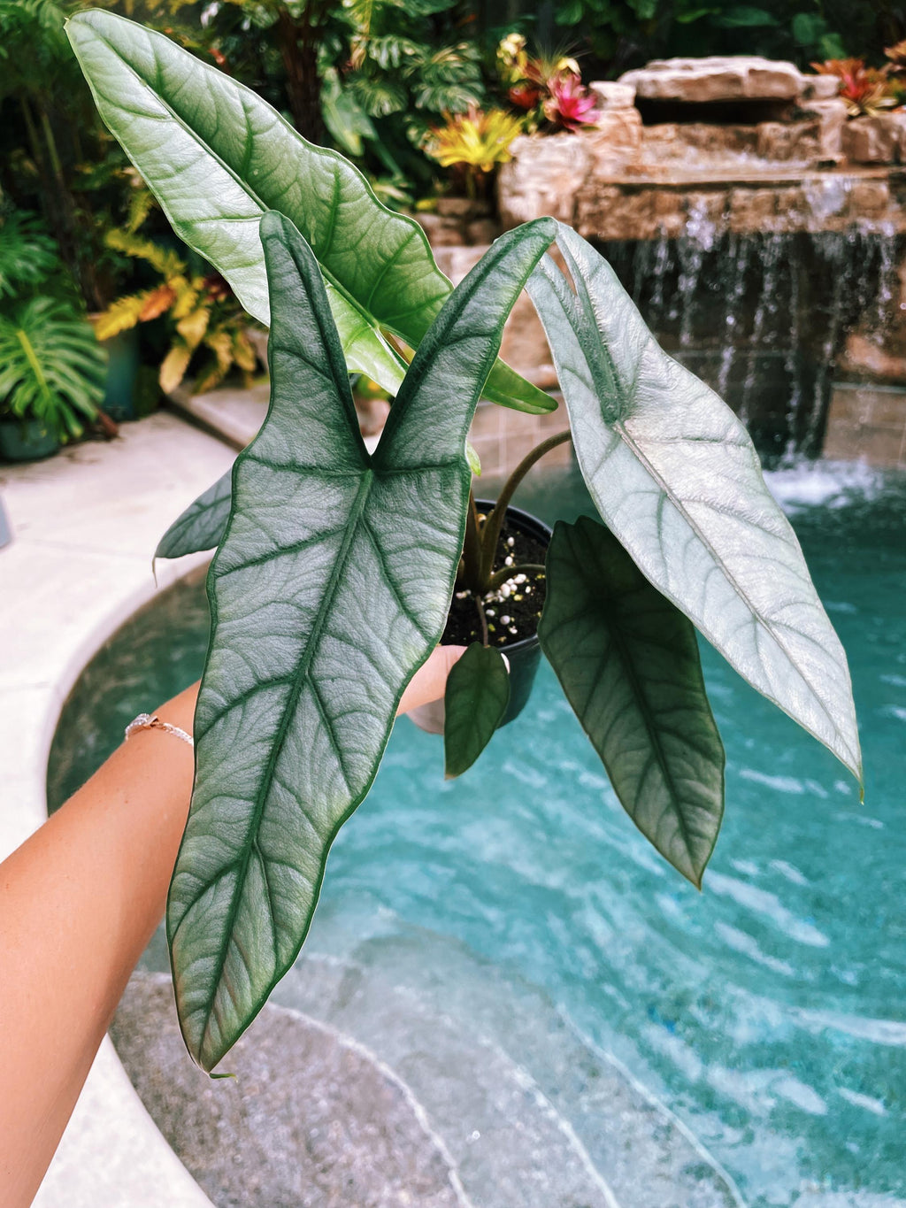 Alocasia Heterophylla 'Dragons Breath Baginda Jewel Elephant Ear 4 pot potted live house plant aroid
