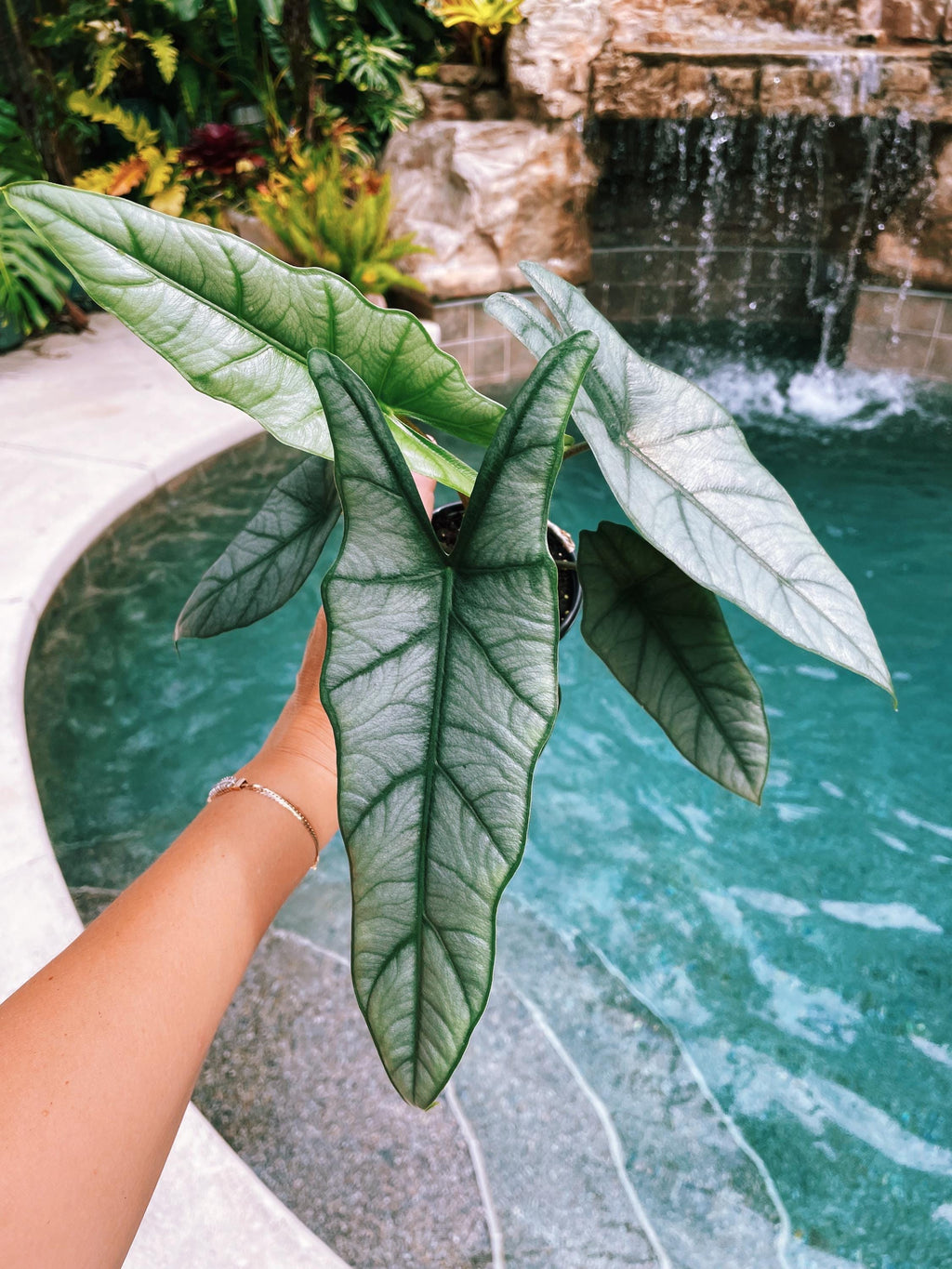 Alocasia Heterophylla 'Dragons Breath Baginda Jewel Elephant Ear 4 pot potted live house plant aroid
