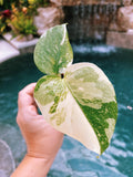 Premium Highly Variegated Growers Choice Monstera Thai Constellation Marble Milky Way Sport 4 potted starter plant live house