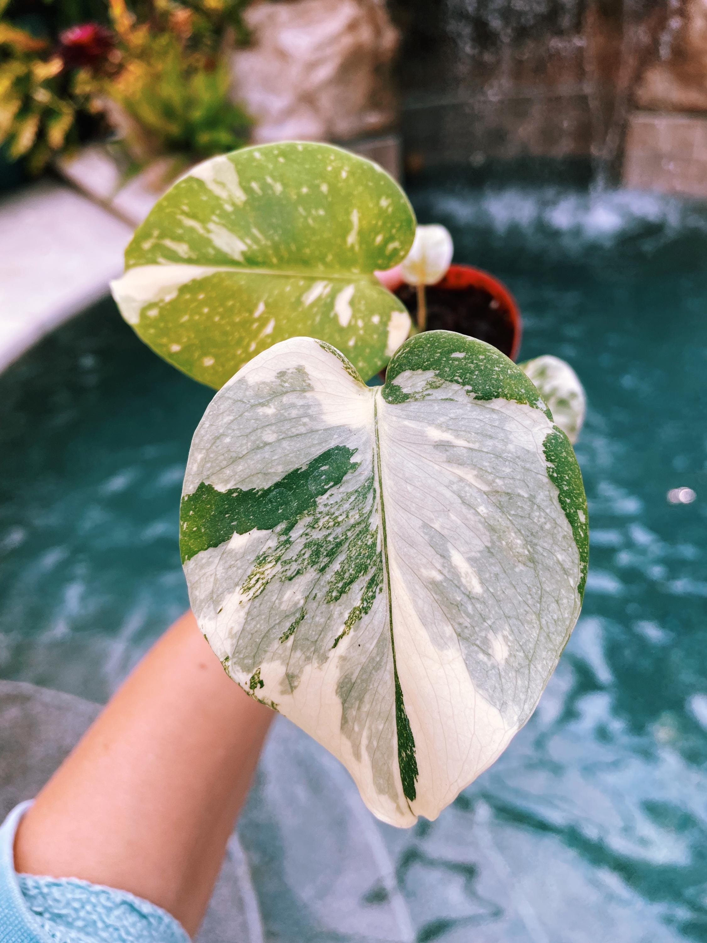 Premium Highly Variegated Growers Choice Monstera Thai Constellation Marble Milky Way Sport 4 potted starter plant live house
