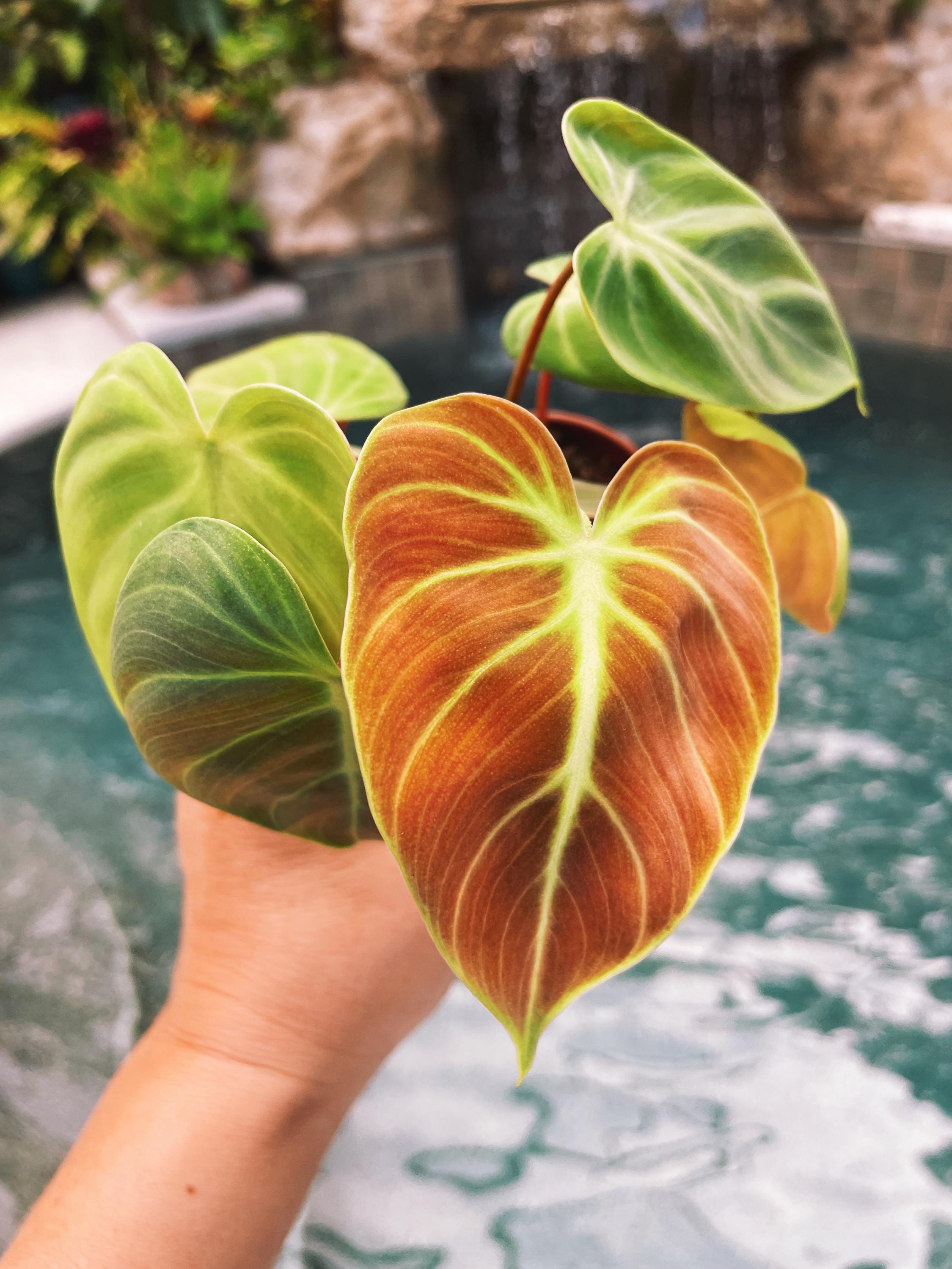 Philodendron El Choco Red 2 potted starter plant live house