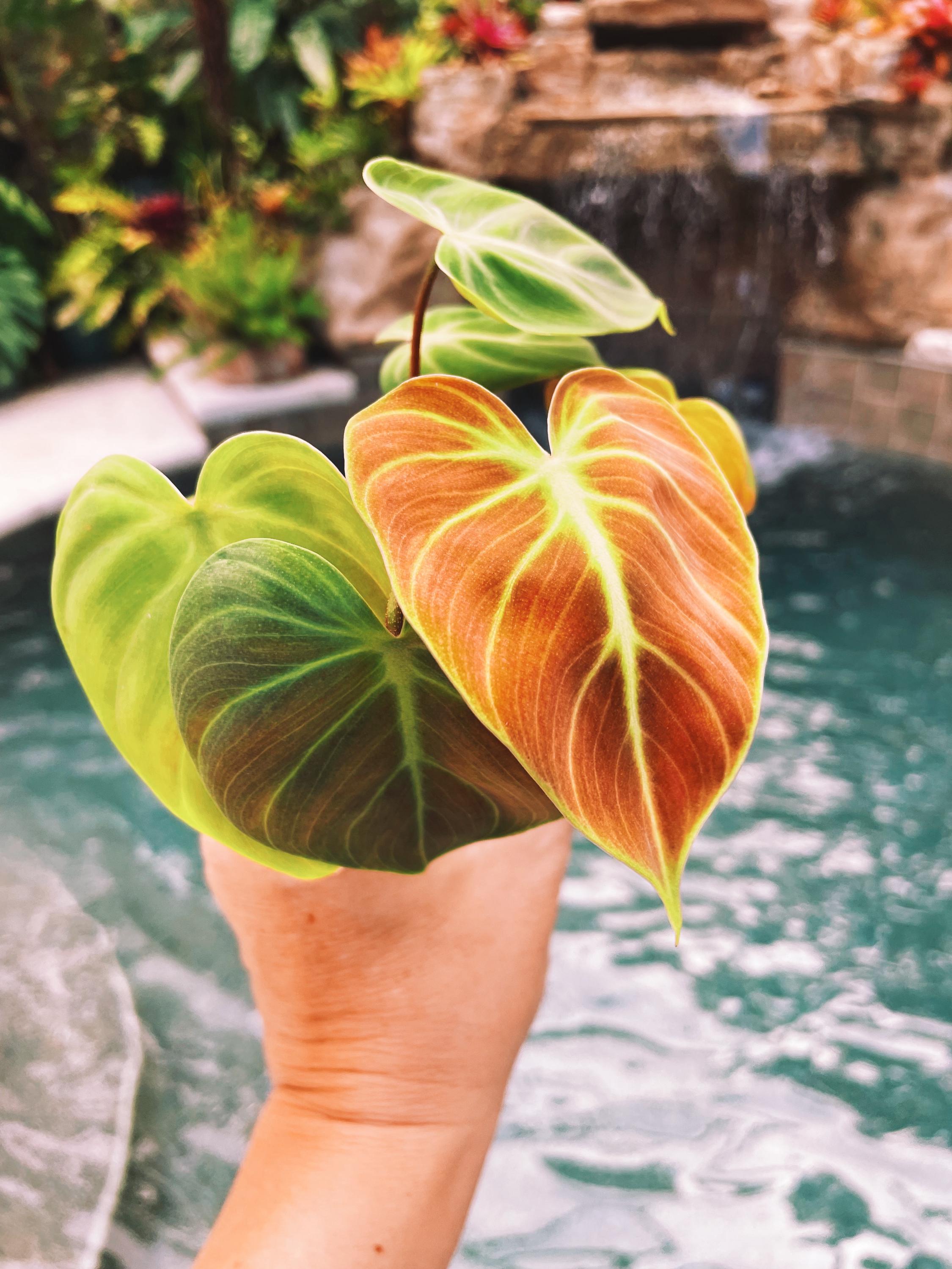 Philodendron El Choco Red 2 potted starter plant live house