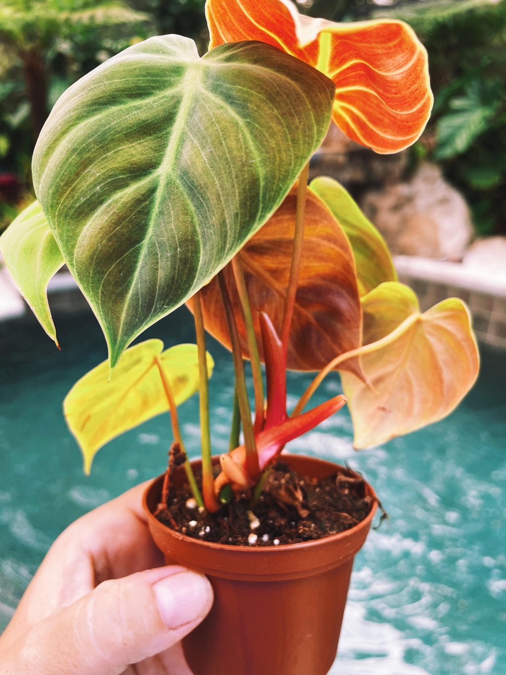 Philodendron El Choco Red 2 potted starter plant live house