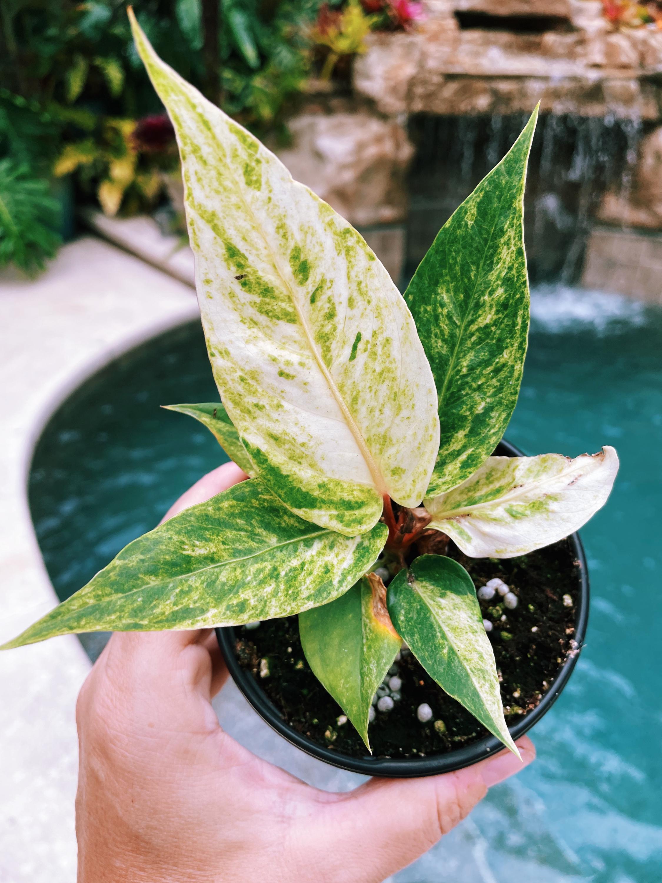 Anthurium Hookeri Renaissance Birdsnest Albo Tricolor Variegated live 4 potted plant house plant