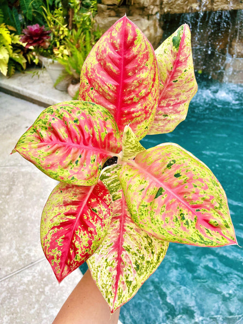 Aglaonema Red Mahasetti Variegated live 4 potted plant house plant