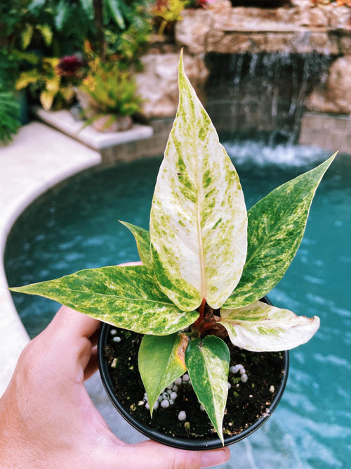 Anthurium Hookeri Renaissance Birdsnest Albo Tricolor Variegated live 4 potted plant house plant