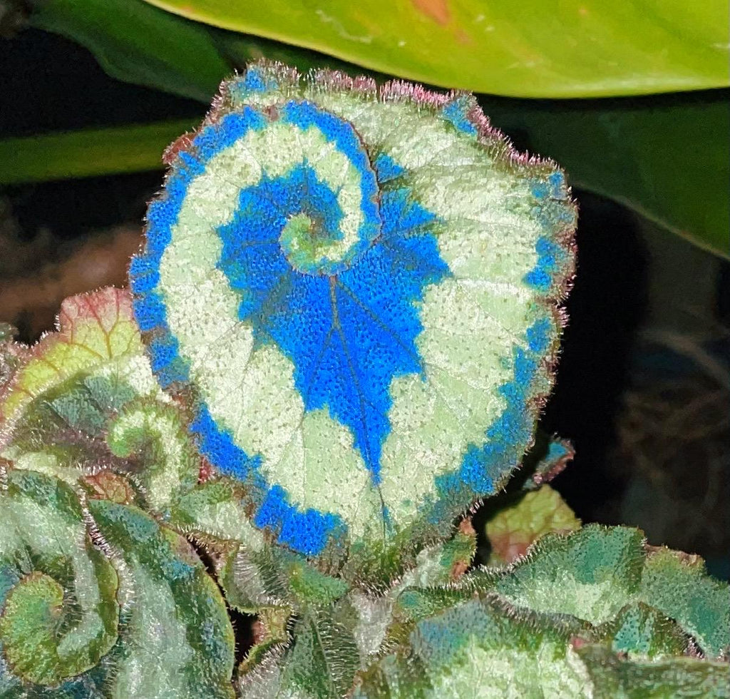 RARE Rex Begonia 'Escargot Blue Iridescent fuzzy Live House Plant Potted 4 pot gift