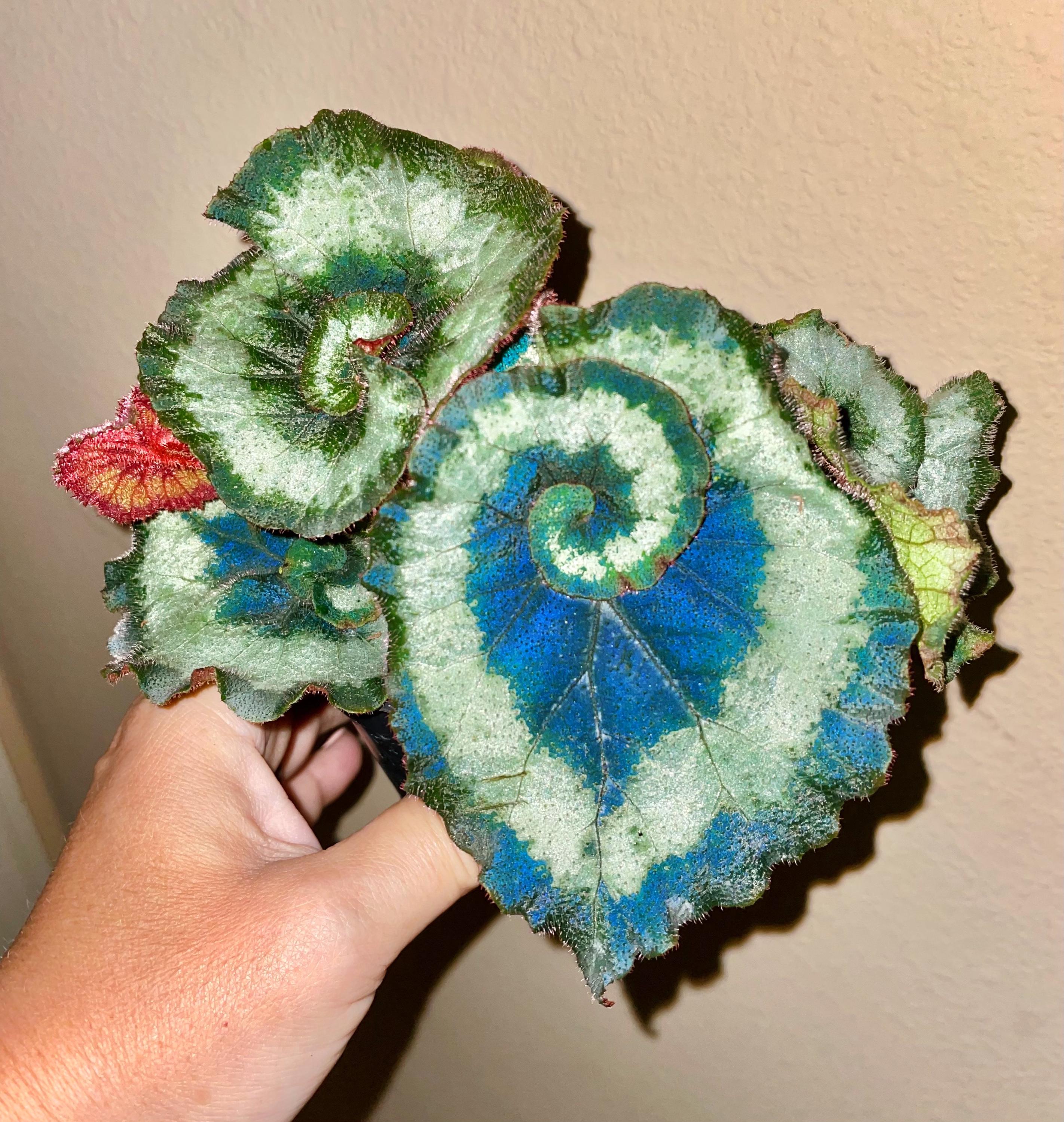 RARE Rex Begonia 'Escargot Blue Iridescent fuzzy Live House Plant Potted 4 pot gift