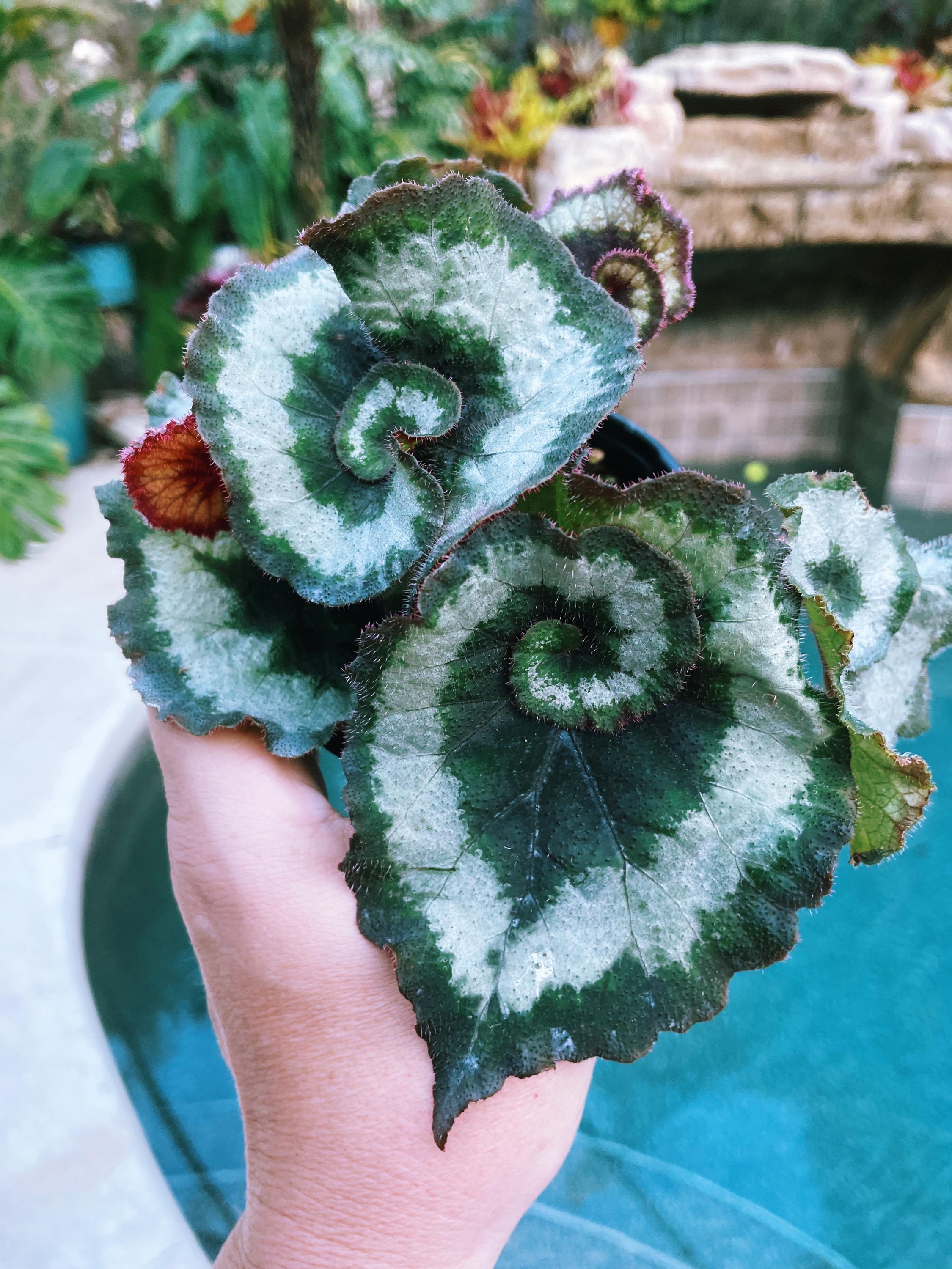 RARE Rex Begonia 'Escargot Blue Iridescent fuzzy Live House Plant Potted 4 pot gift