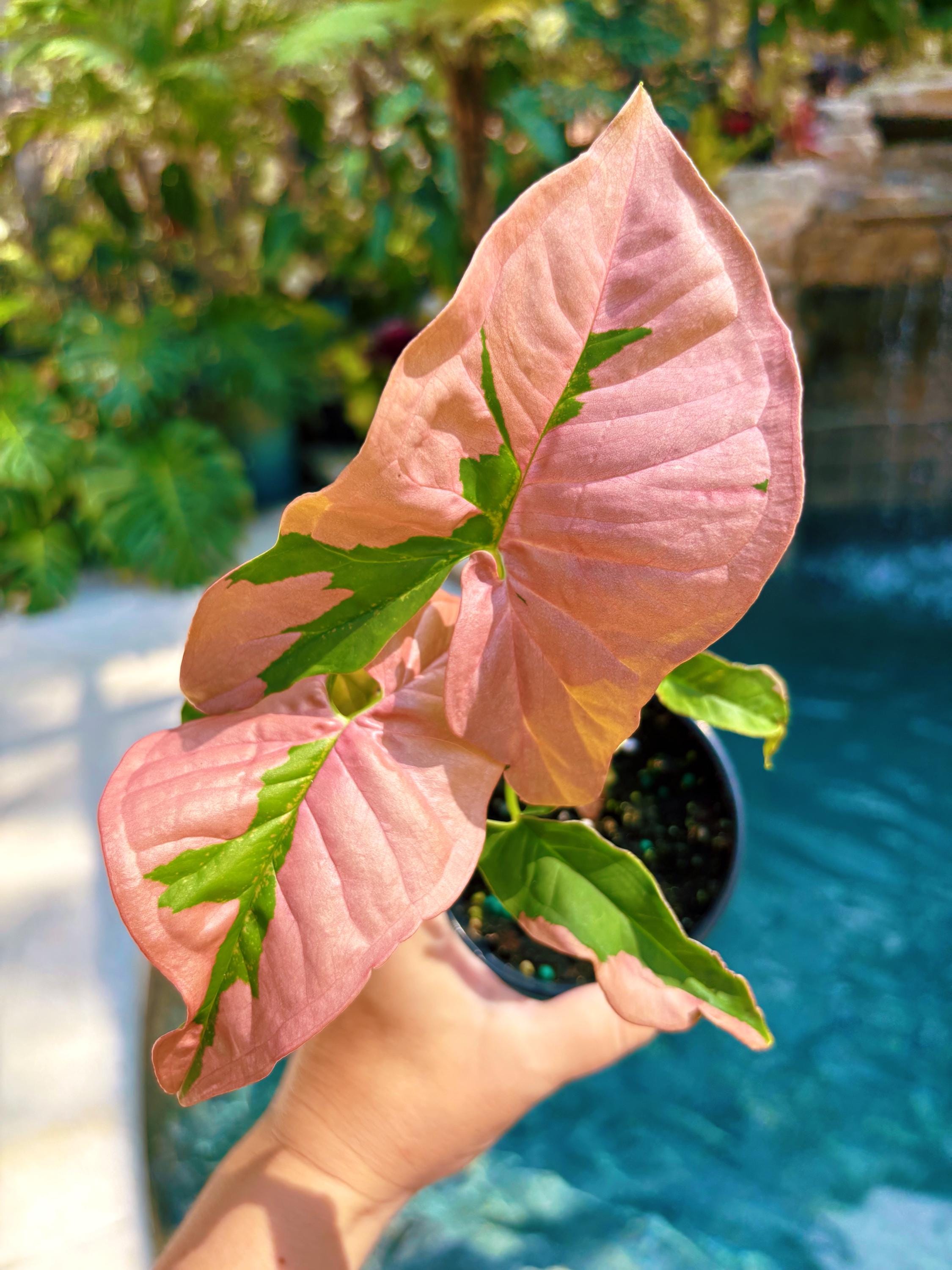 Rare! Syngonium Pink Lava Green Variegated live 4 potted plant house plant growers choice