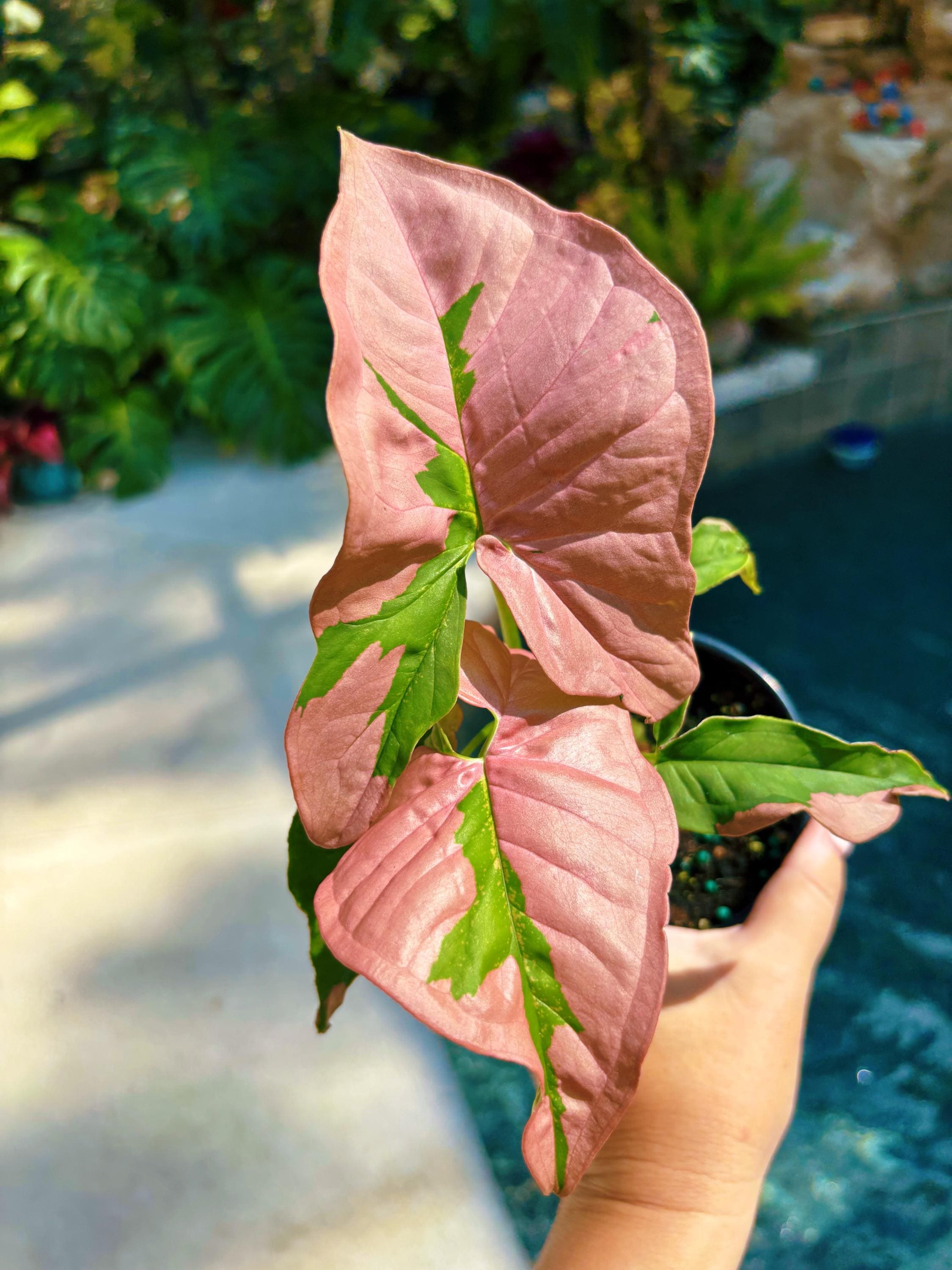 Rare! Syngonium Pink Lava Green Variegated live 4 potted plant house plant growers choice