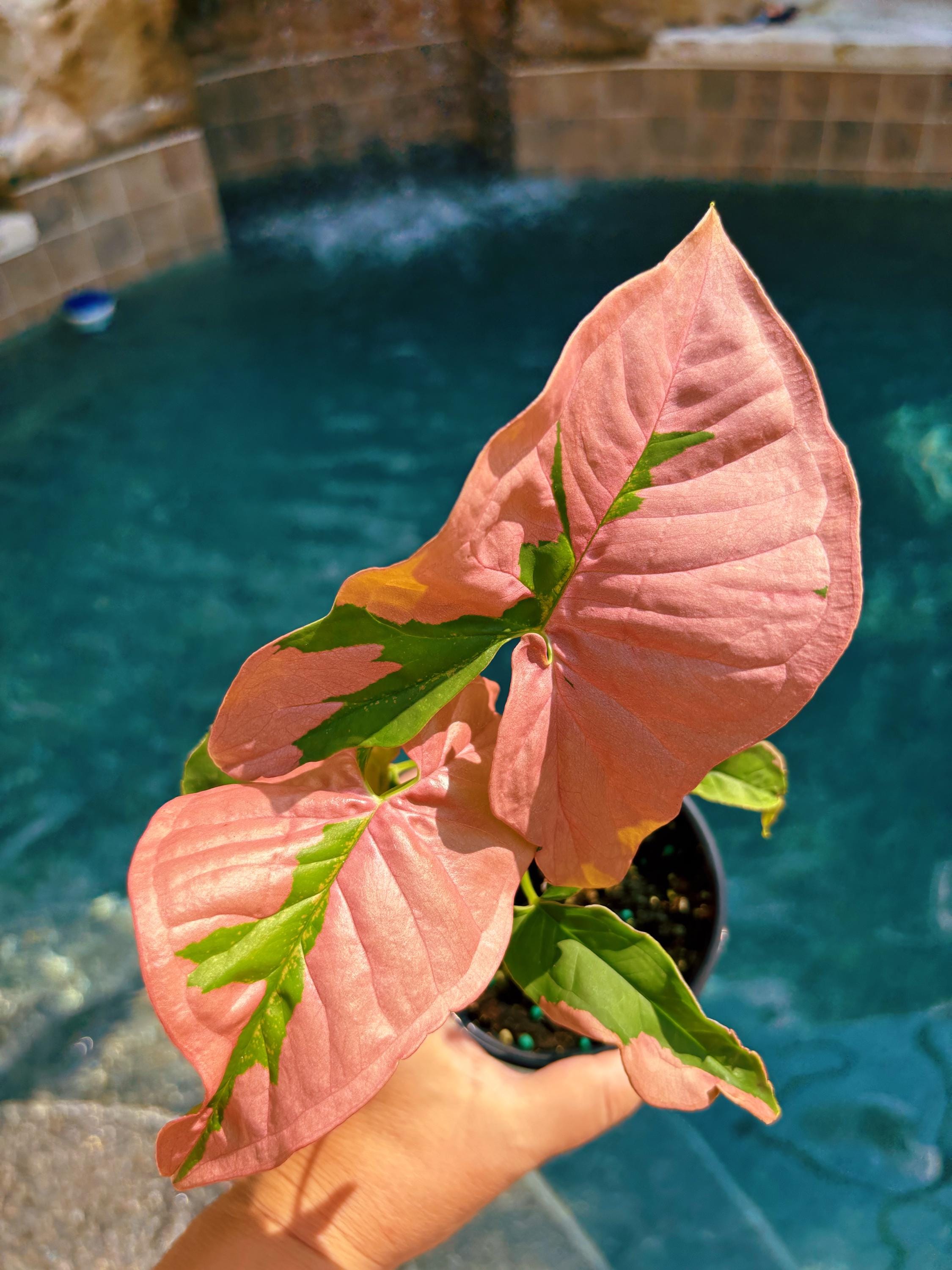 Rare! Syngonium Pink Lava Green Variegated live 4 potted plant house plant growers choice