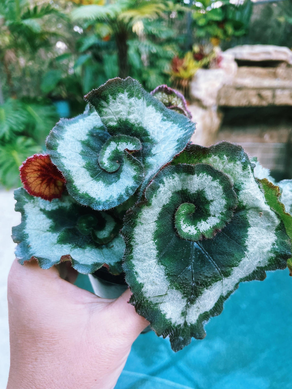 RARE Rex Begonia 'Escargot Blue Iridescent fuzzy Live House Plant Potted 4 pot gift