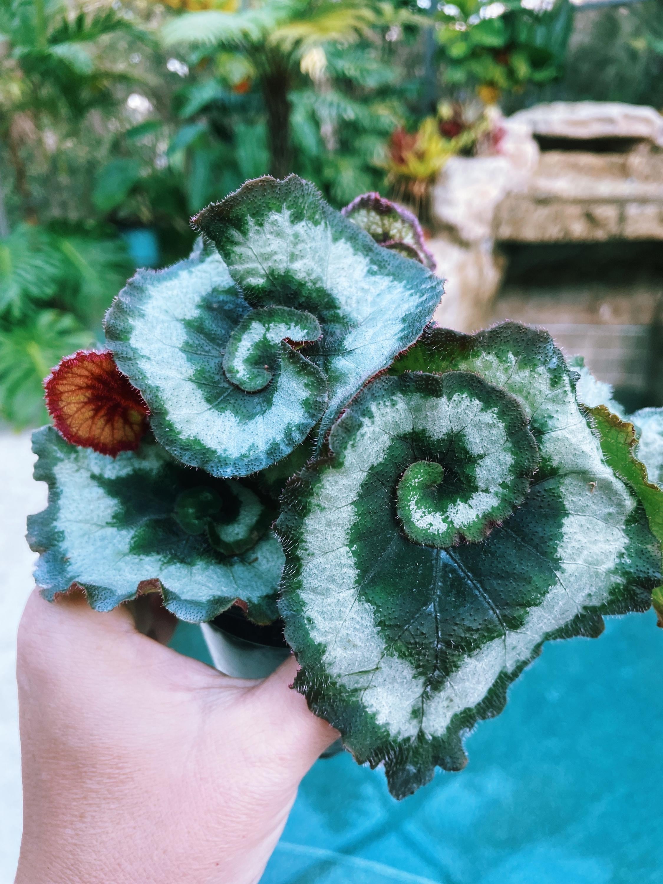 RARE Rex Begonia 'Escargot Blue Iridescent fuzzy Live House Plant Potted 4 pot gift