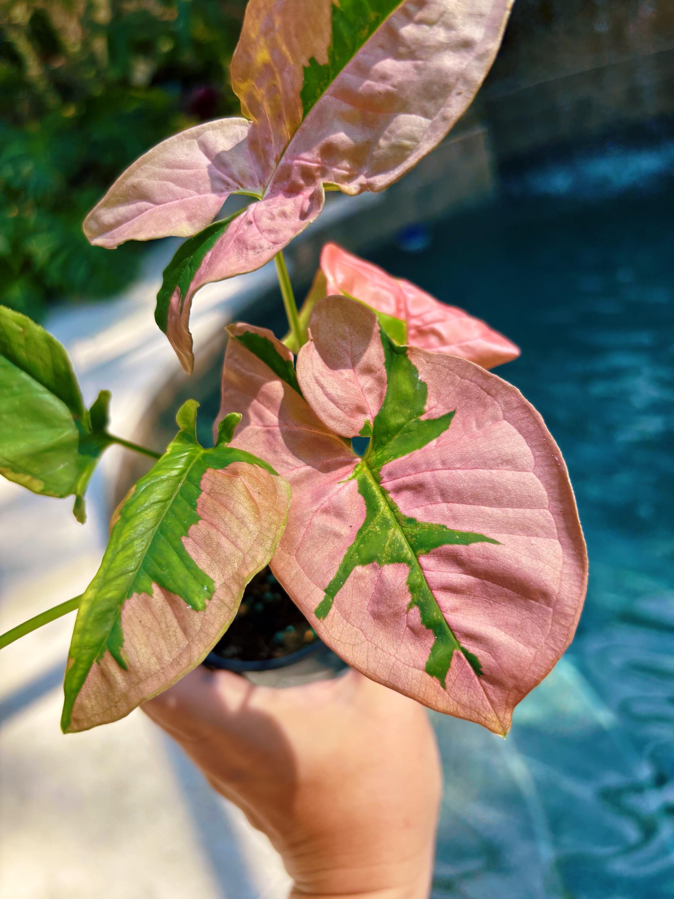 Rare! Syngonium Pink Lava Green Variegated live 4 potted plant house plant growers choice