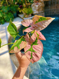 Rare! Syngonium Pink Lava Green Variegated live 4 potted plant house plant growers choice