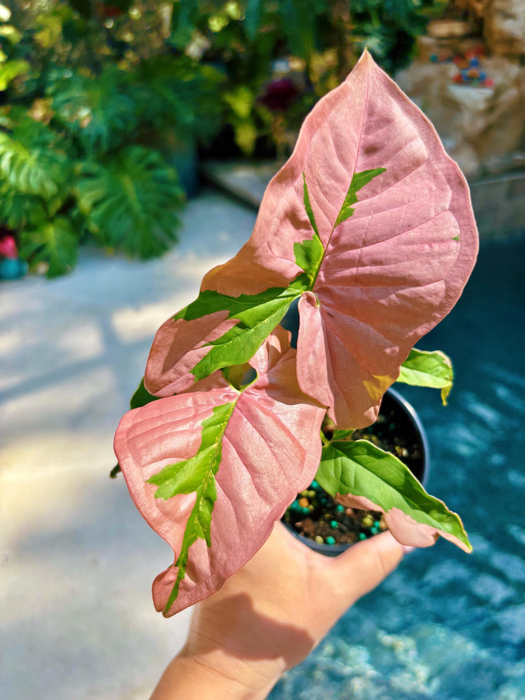 Rare! Syngonium Pink Lava Green Variegated live 4 potted plant house plant growers choice