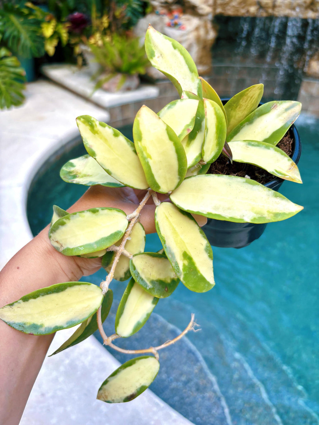 Hoya Acuta inner Variegated Trailing Full Potted House Plant 4 pot climbing vining