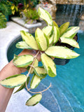 Hoya Acuta inner Variegated Trailing Full Potted House Plant 4 pot climbing vining
