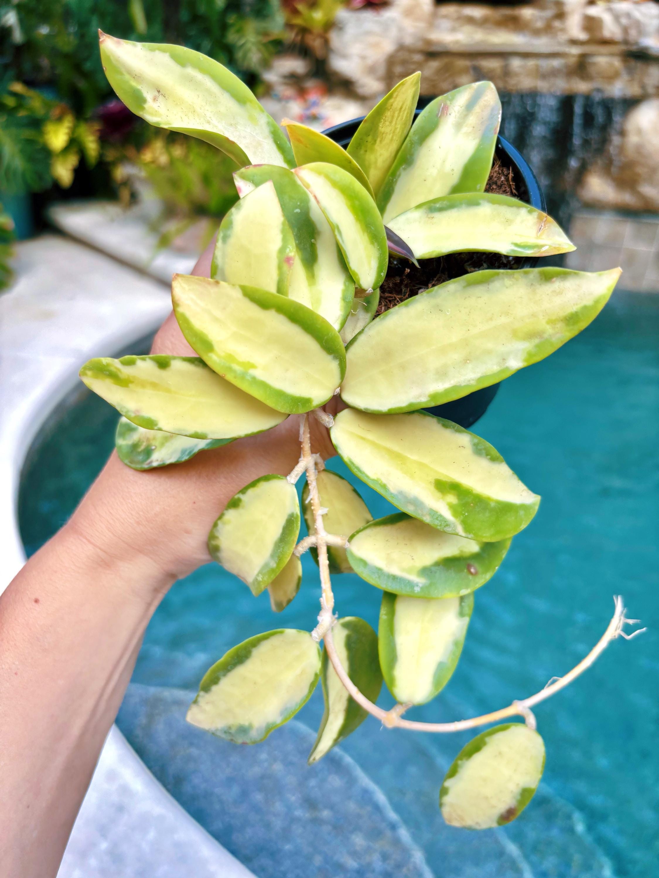 Hoya Acuta inner Variegated Trailing Full Potted House Plant 4 pot climbing vining