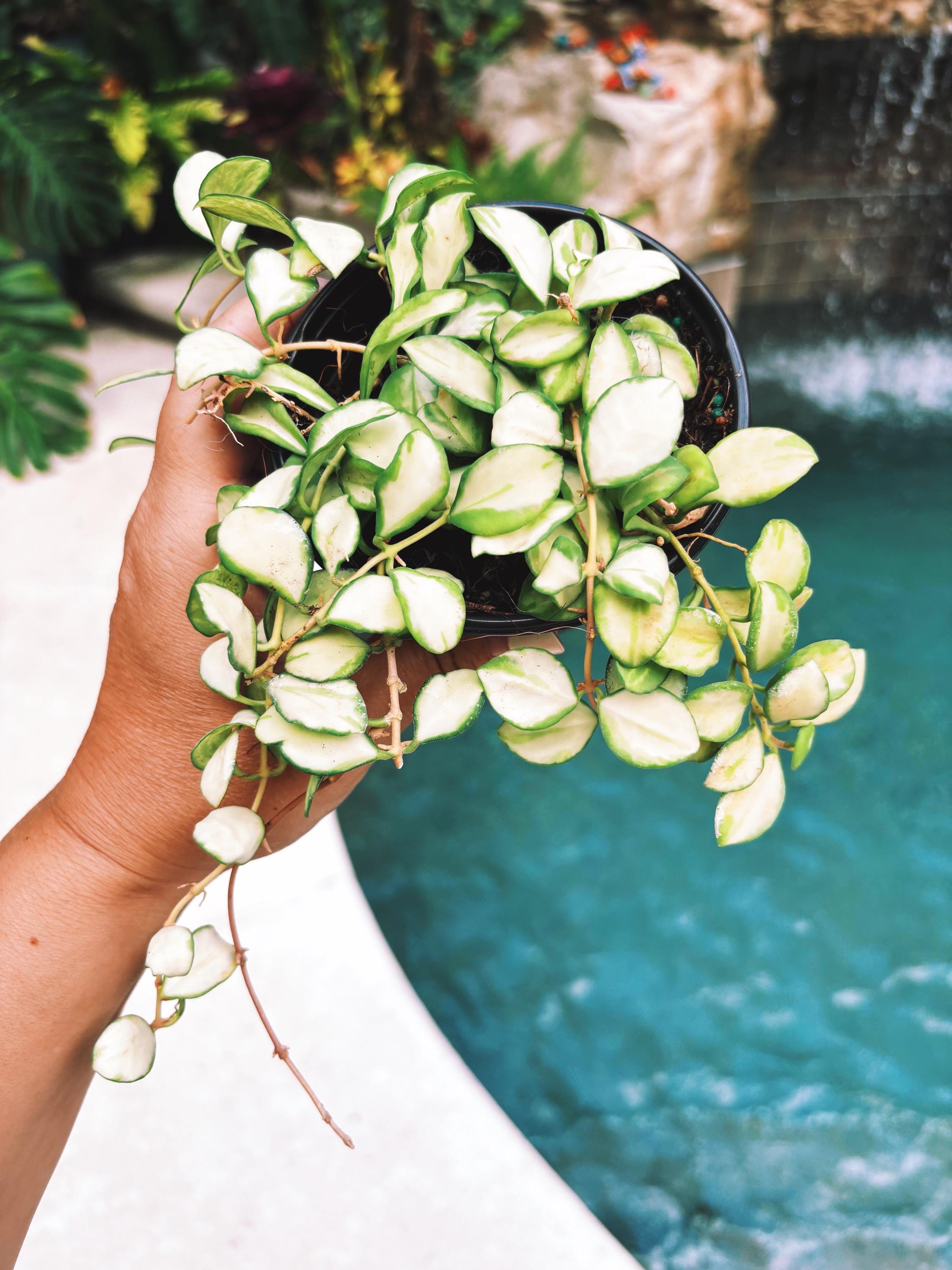 Hoya heuschkeliana inner Variegated Trailing Full Potted House Plant 4 pot climbing vining